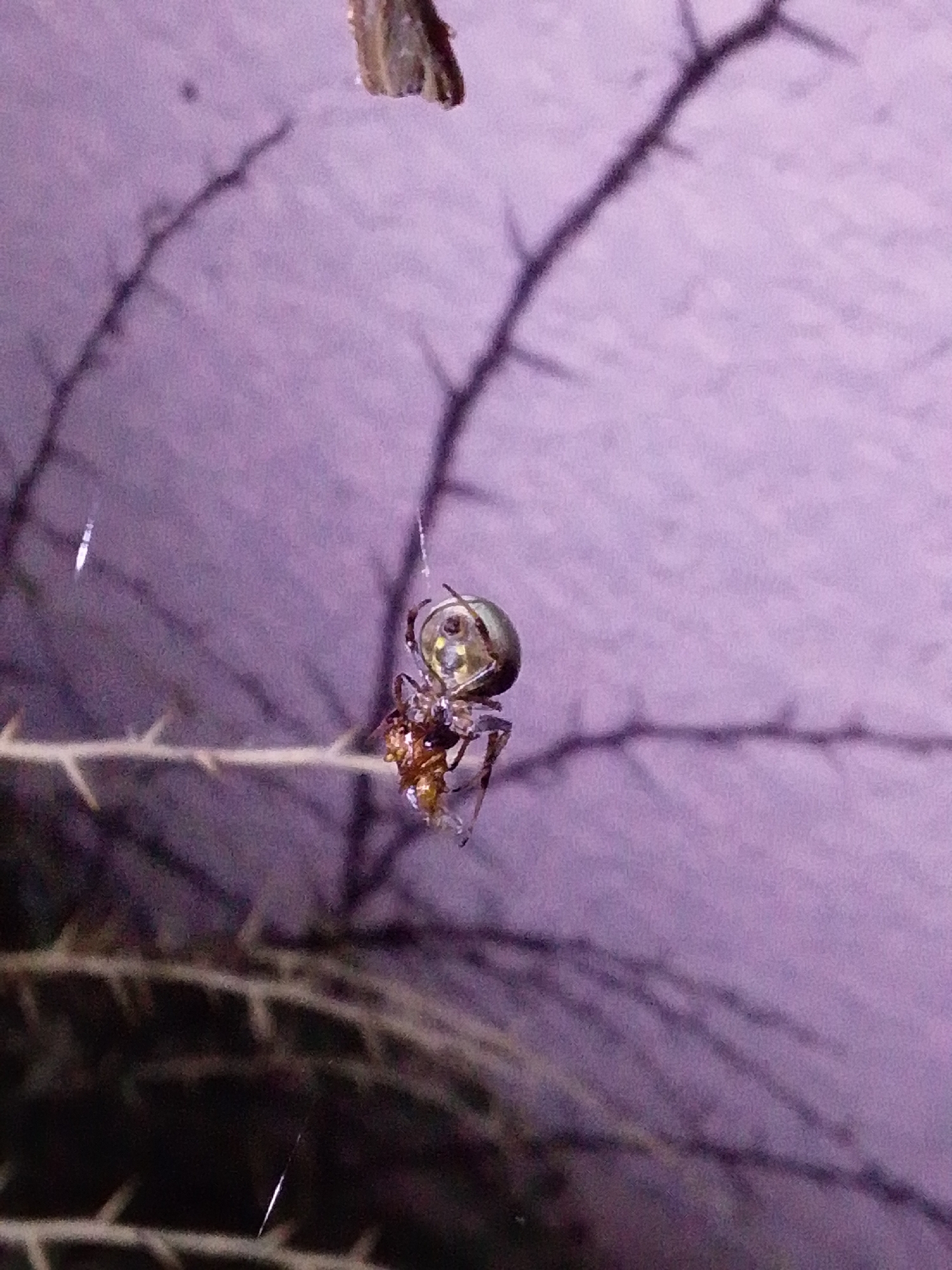 In Serti, Nigeria, a spider is captured in its web, suspended in the air. The spider, with its characteristic eight legs, is engaged in consuming its prey, which appears to be an insect. The background consists of a purple-hued wall and the dark branches of a tree. The scene is dimly lit, contributing to the mysterious atmosphere. The image's composition highlights the intricate details of the spider's web and its predatory nature.