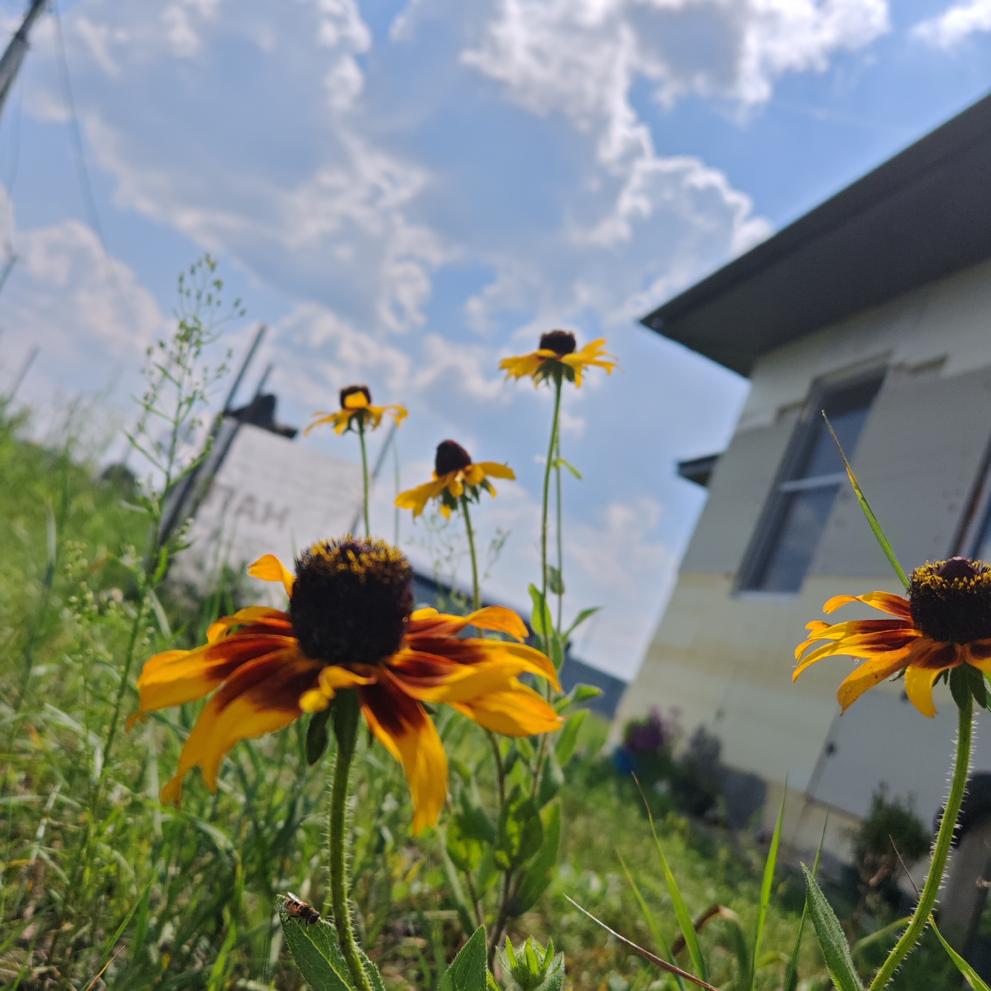 The image depicts a close-up view of several Black-Eyed Susans (Rudbeckia hirta) in bloom, set against a backdrop of a bright blue sky with scattered white clouds. The flowers are in focus in the foreground and mid-ground, showcasing their yellow petals with dark brown centers. In the background, a light-colored building with a dark roof is visible, and what appears to be a white sign with partial text, possibly "TAH", is leaning in the grass. The environment is rural or semi-rural, with tall green grass and weeds surrounding the flowers. A small insect, likely a fly or bee, is perched on a leaf in the lower left portion of the frame. The scene is lit by natural sunlight, creating a bright and slightly overexposed effect in some areas. There are no people or animals present other than the insect. The image does not contain any elements that would specifically place it within the city of Kurgan, Russia.