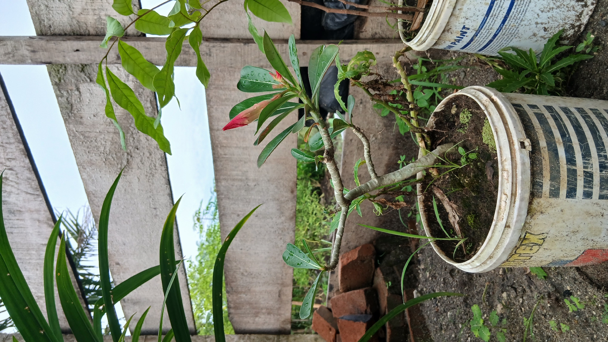 A potted Adenium plant with a red bud and green leaves is in focus in front of a weathered concrete fence. The plant is in a dirty, repurposed white paint bucket with blue and black stripes. Behind the plant, a stack of red bricks is visible. The background shows lush green foliage and a cloudy sky. The scene is set outdoors in Klambir Lima Kebun, Indonesia.