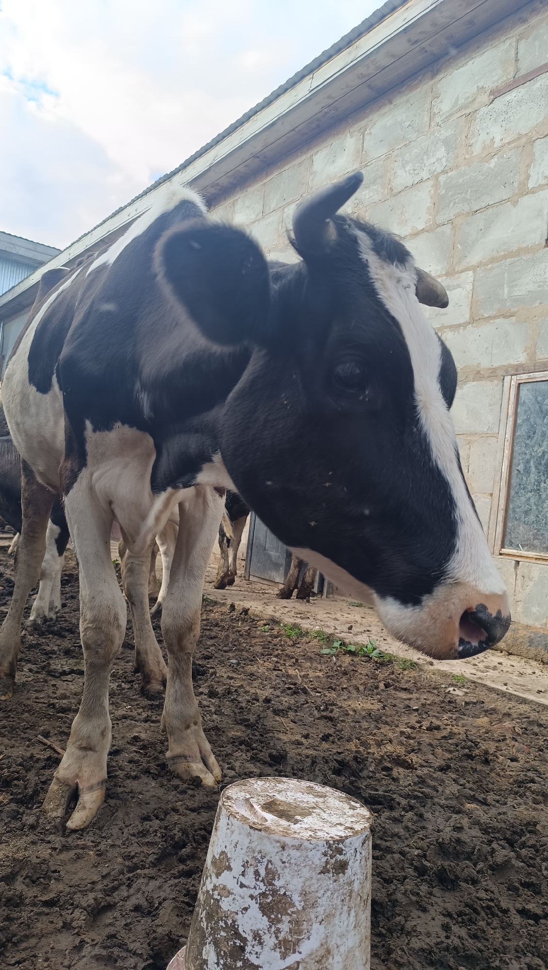 A black and white cow stands in a muddy enclosure, facing right. The cow's head is in the foreground, with its body extending to the left. Behind the cow, a building made of concrete blocks is visible, with a corrugated metal roof. There are other cows in the background, as well as a white bucket in the foreground. The ground is covered in mud and some sparse green vegetation. The sky above is cloudy. The image appears to be taken outdoors, likely on a farm or rural property. The location in Karsha, Russia, is not discernible from the visual information in the image.