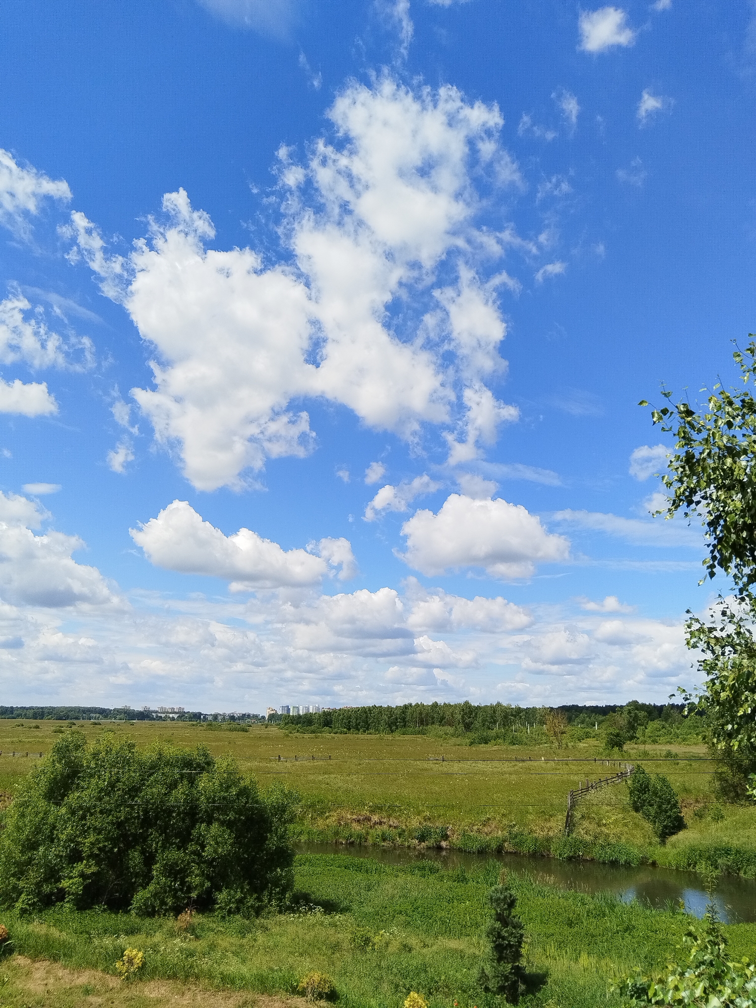 The image depicts a scenic view of a rural landscape with a river winding through lush green fields. In the foreground, a large, dense green bush dominates the left side of the frame. A narrow river flows through the middle ground, bordered by tall green grass. In the background, a line of trees forms a natural boundary, beyond which lie several modern buildings, indicating the proximity of a city. The sky is a vibrant blue, dotted with fluffy white clouds, suggesting a clear and pleasant day. The overall scene is serene and natural, with a touch of urban presence in the distance. The location is the city of Losino-Petrovsky, Russia.