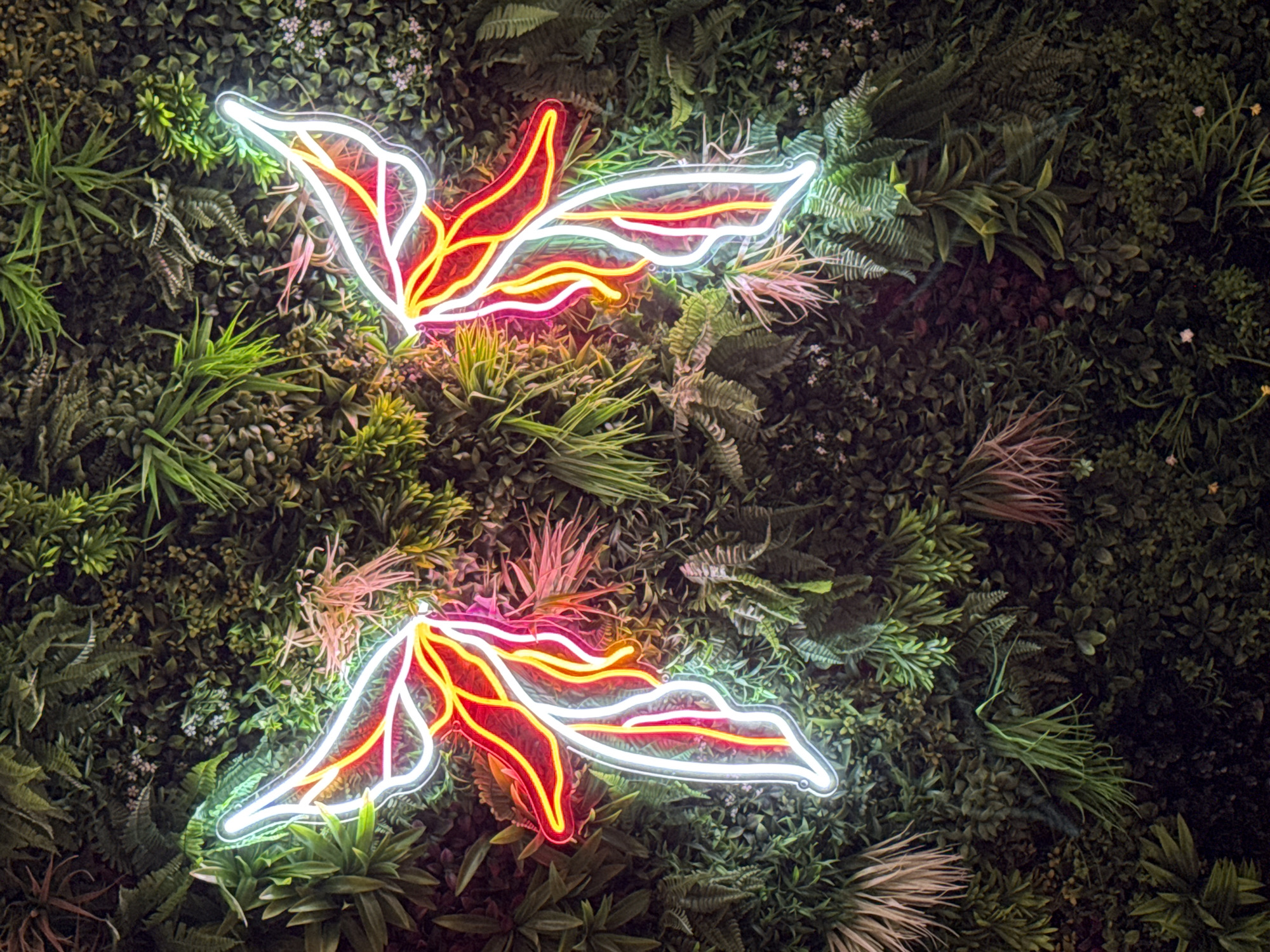 The image presents a vibrant decorative wall, likely an interior or sheltered space, adorned with two brightly lit neon signs set against a lush backdrop of artificial green foliage. The wall is densely covered with a rich variety of faux plants, including different types of ferns, small-leafed bushes, and spiky grasses, with some sections showing hints of pink or reddish-brown foliage and a scattering of tiny white flowers.
The two neon signs, positioned vertically and appearing to mirror each other, are the central focus. Each sign features a distinct white outer outline that glows intensely, enclosing inner elements illuminated in striking shades of yellow, orange, and red. Their fluid, abstract shapes suggest stylized leaves, feathers, or possibly parts of a bird or butterfly, lending a dynamic and artistic touch to the greenery. The brilliant luminescence of the neon signs creates a stark contrast against the deeper, darker tones of the surrounding artificial plants.
The lighting conditions imply an indoor setting or an evening/nighttime environment where the artificial light sources are dominant. The overall aesthetic is modern and decorative, consistent with contemporary interior design often found in establishments like cafes, restaurants, or bars. No text is visible within the image. This striking decorative feature is located in Kozloduy, Bulgaria.