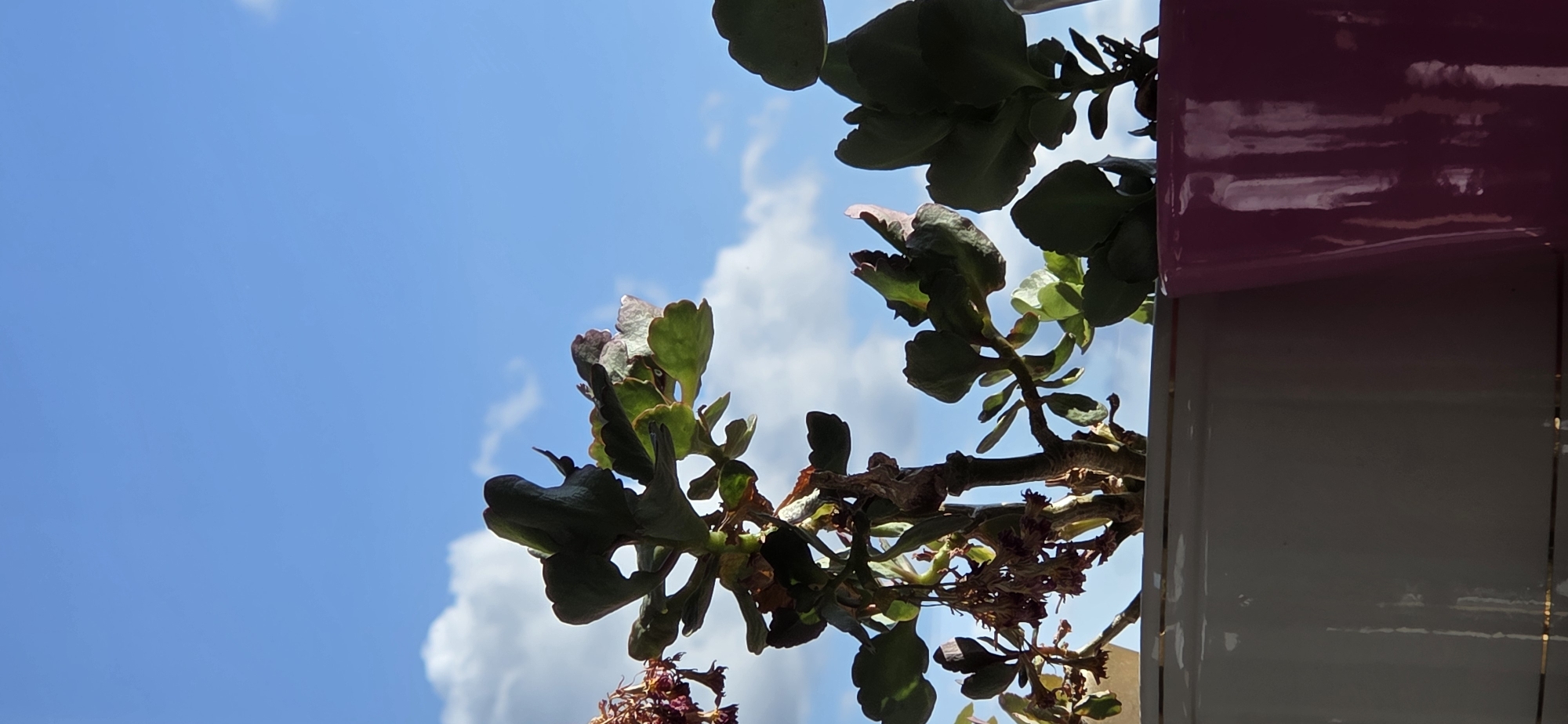A low-angle, vertical, outdoor, close-up shot shows the upper portions of several potted plants silhouetted against a bright blue sky with scattered white clouds. The plants, appearing to be succulents, have thick, fleshy leaves with some showing signs of wilting or drying out. Some of the plants are in a white planter with a gold trim, and another is in a glossy pink planter. The scene is likely from a balcony or window ledge in Manderscheid, Germany, given the clear sky and typical potted plant arrangement. No people or animals are visible in the image.