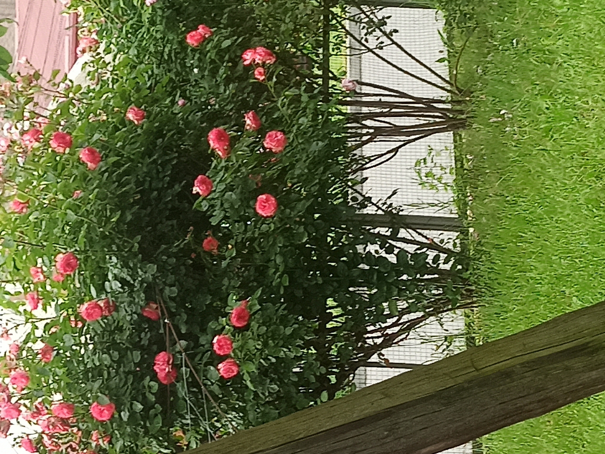 This media file features a close-up view of a lush green bush laden with vibrant pink roses. The roses are in various stages of bloom, some fully open and others still budding. The bush is dense with leaves, creating a rich green backdrop for the flowers. In the background, a white trellis or fence can be seen, with thin branches of the rose bush extending towards it. To the right of the bush, a patch of bright green grass is visible, indicating an outdoor setting. A portion of a weathered wooden beam runs diagonally across the bottom of the frame, adding a rustic element to the scene. The lighting suggests it is daytime, possibly in the late morning or afternoon, with no specific weather conditions evident. The overall impression is one of natural beauty and the abundance of a blooming rose bush. There is no visible text in the image.