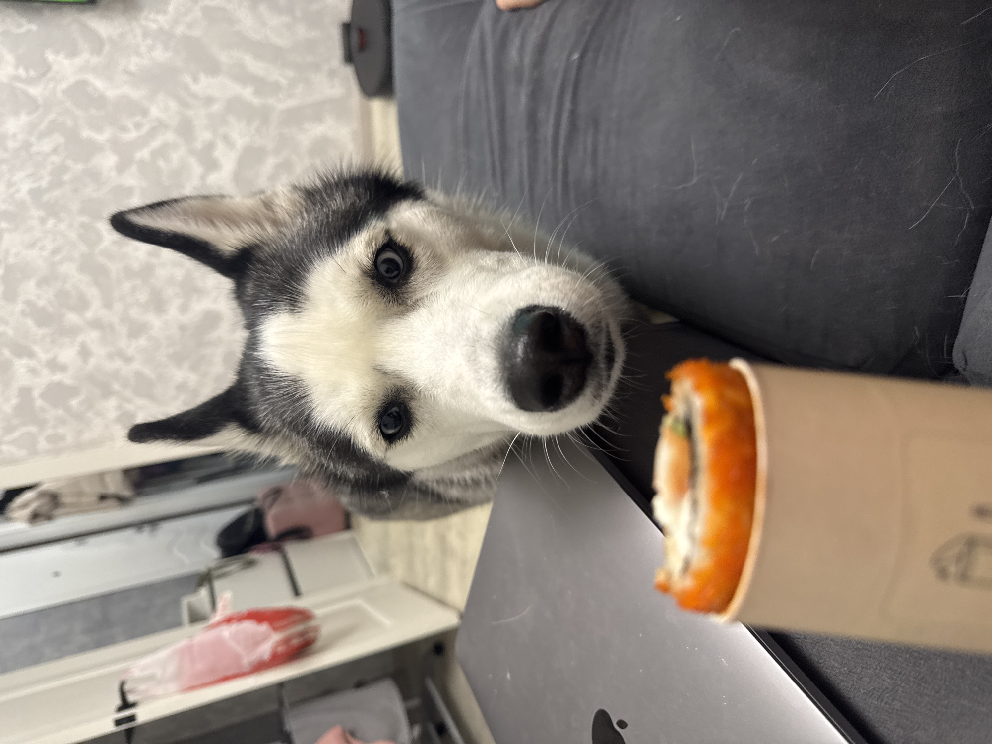 A black and white husky dog is prominently featured in this indoor, eye-level shot, looking directly at the camera with an attentive expression. Its face, with dark eyes, a black nose, and long white whiskers, is the focal point. The dog's pointed ears are perked upwards.
To the right of the dog's head, a piece of sushi, appearing orange in color (possibly with tobiko or salmon roe), is held in a light brown paper sleeve. The sushi roll is blurred, indicating it is closer to the camera, while the dog's face is in sharper focus. The dog's gaze seems to be fixed on the sushi.
A dark gray or black couch, covered with scattered white pet fur, occupies the background behind the dog. A partial view of a human hand is visible on the couch, suggesting a person is present and likely holding the sushi. Below the dog and to its left, a silver MacBook laptop is partially visible, displaying the Apple logo.
In the blurred background on the left, white furniture, possibly shelving or cabinets, can be seen, with a red object (possibly a toy or packaging) inside one of the compartments. The wall behind the scene has a light-colored, subtly patterned texture. The scene depicts a moment of interaction between a pet owner and their husky, likely at home.