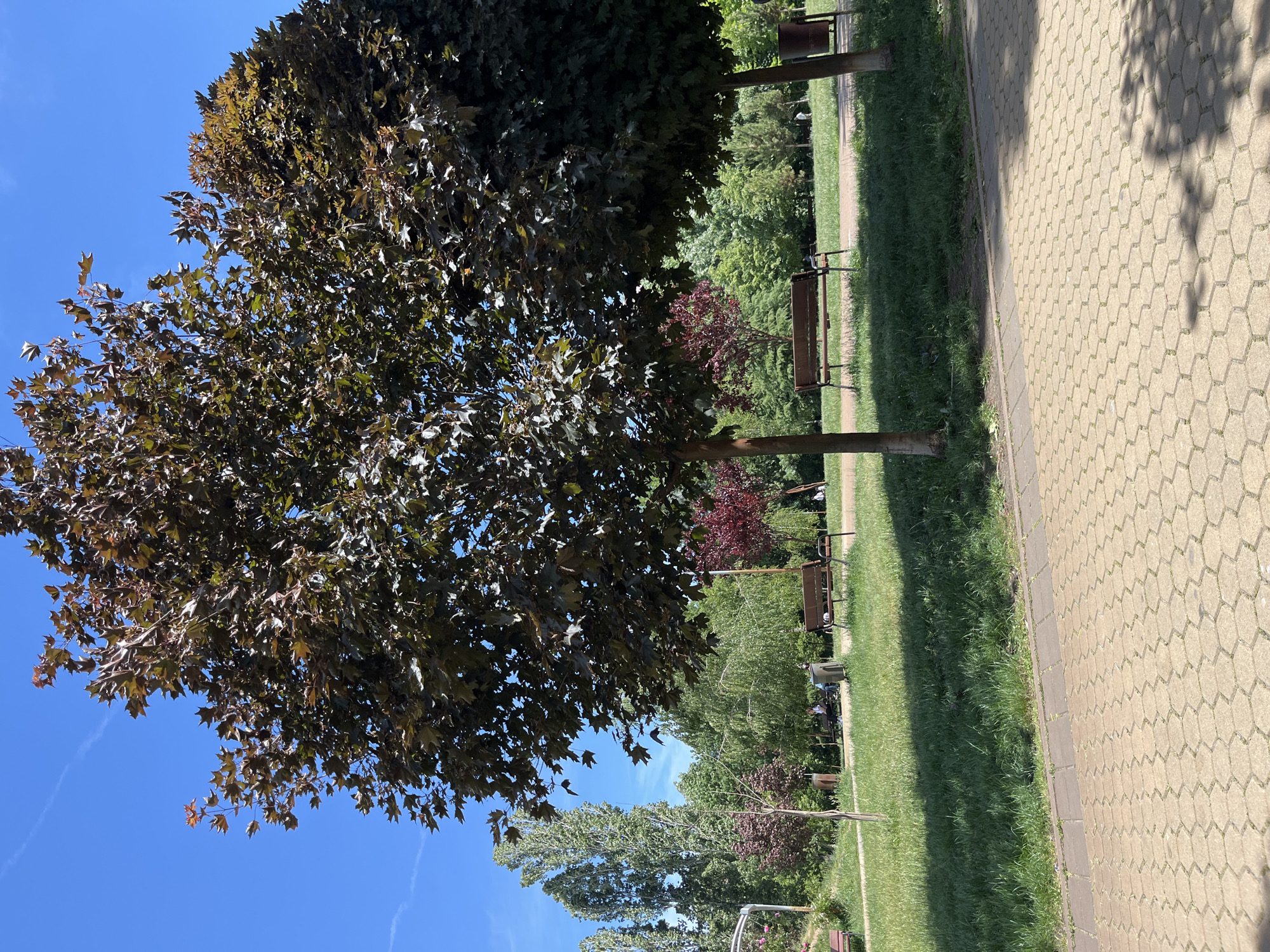 The image shows a park landscape under a clear blue sky. Dominating the left side of the frame are two large trees with dense, dark foliage. To the right of the trees is a grassy area bordered by a paved walkway. Along the grass, there are several wooden benches and a trash receptacle. Further back, a variety of trees and shrubs fill the background. The location is an outdoor park in Unknown, Unknown.