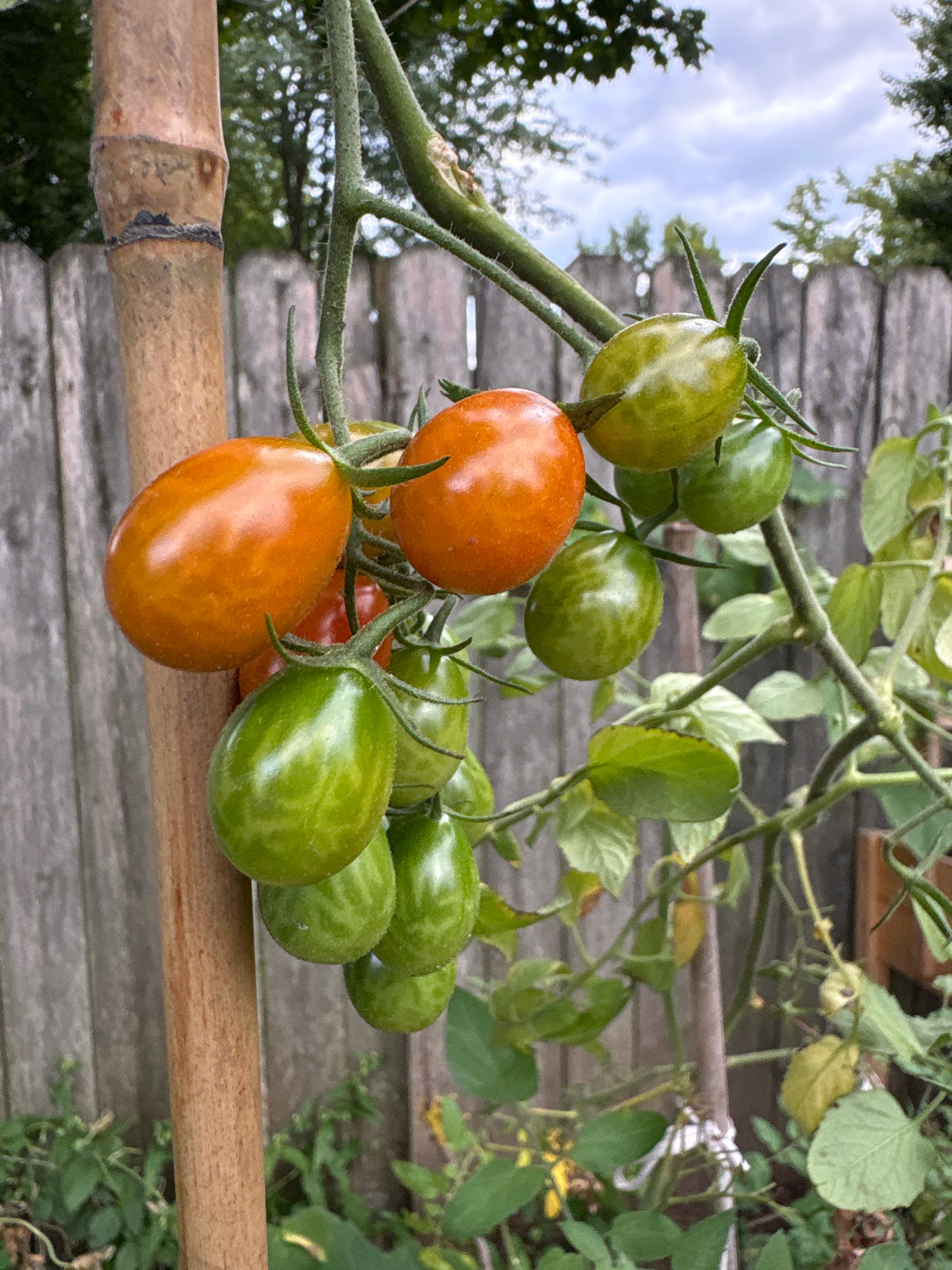 The image shows a close-up of a tomato plant in what appears to be a backyard garden. Several ripe, orange-red cherry tomatoes and unripe green cherry tomatoes are visible on the vine, which is supported by a bamboo stake. In the background, a weathered wooden fence and green foliage can be seen. The sky above is partly cloudy. There are no people or animals present. This scene is consistent with a residential garden setting in Glastonbury, United States of America.