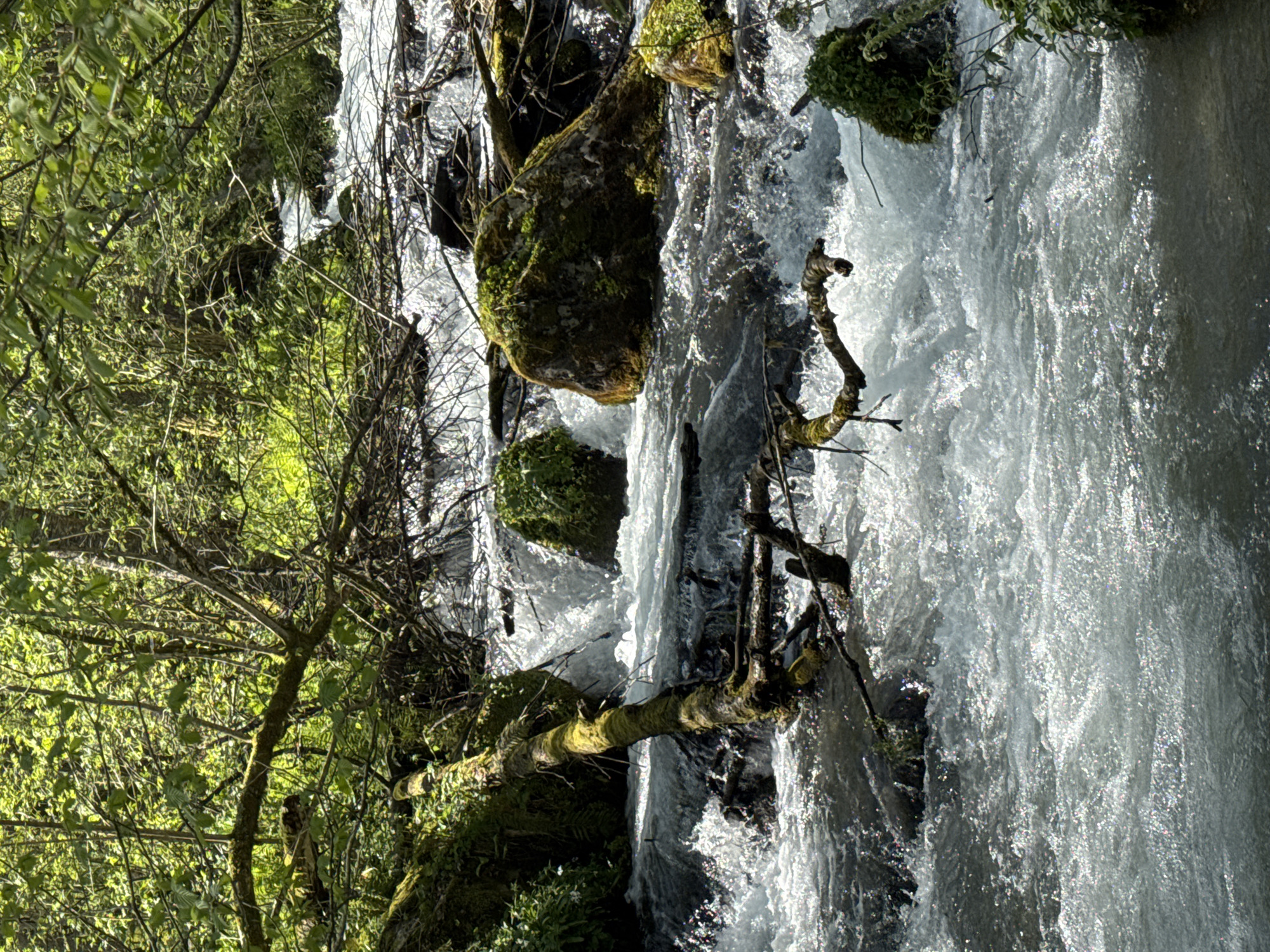 The image depicts a section of a rapidly flowing river or stream. The water is white and turbulent, suggesting a steep gradient. Rocks covered in moss are visible within the watercourse, along with fallen tree branches and vegetation along the banks. The environment indicates a natural, possibly forested area, likely situated in or near a mountainous region. Without additional context, it is not possible to definitively confirm the exact location within Krasnaya Polyana, Russia.