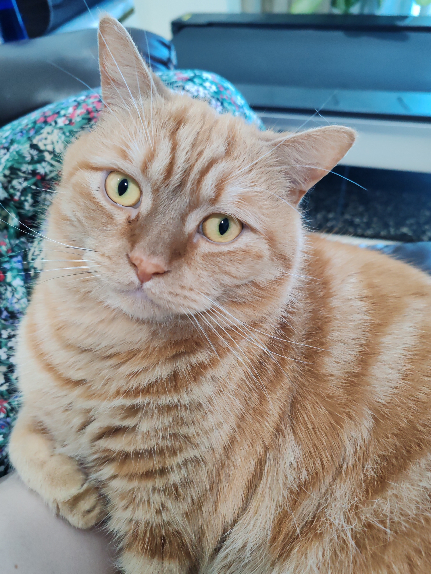 A ginger tabby cat is lying down, with its head turned towards the camera. The cat has bright yellow eyes and white whiskers. Its fur is a mix of orange and cream stripes. The cat is resting on a floral patterned surface. The background is blurred, but appears to be an indoor setting. There are no identifiable landmarks or features that would suggest a specific location in Dubai, United Arab Emirates.