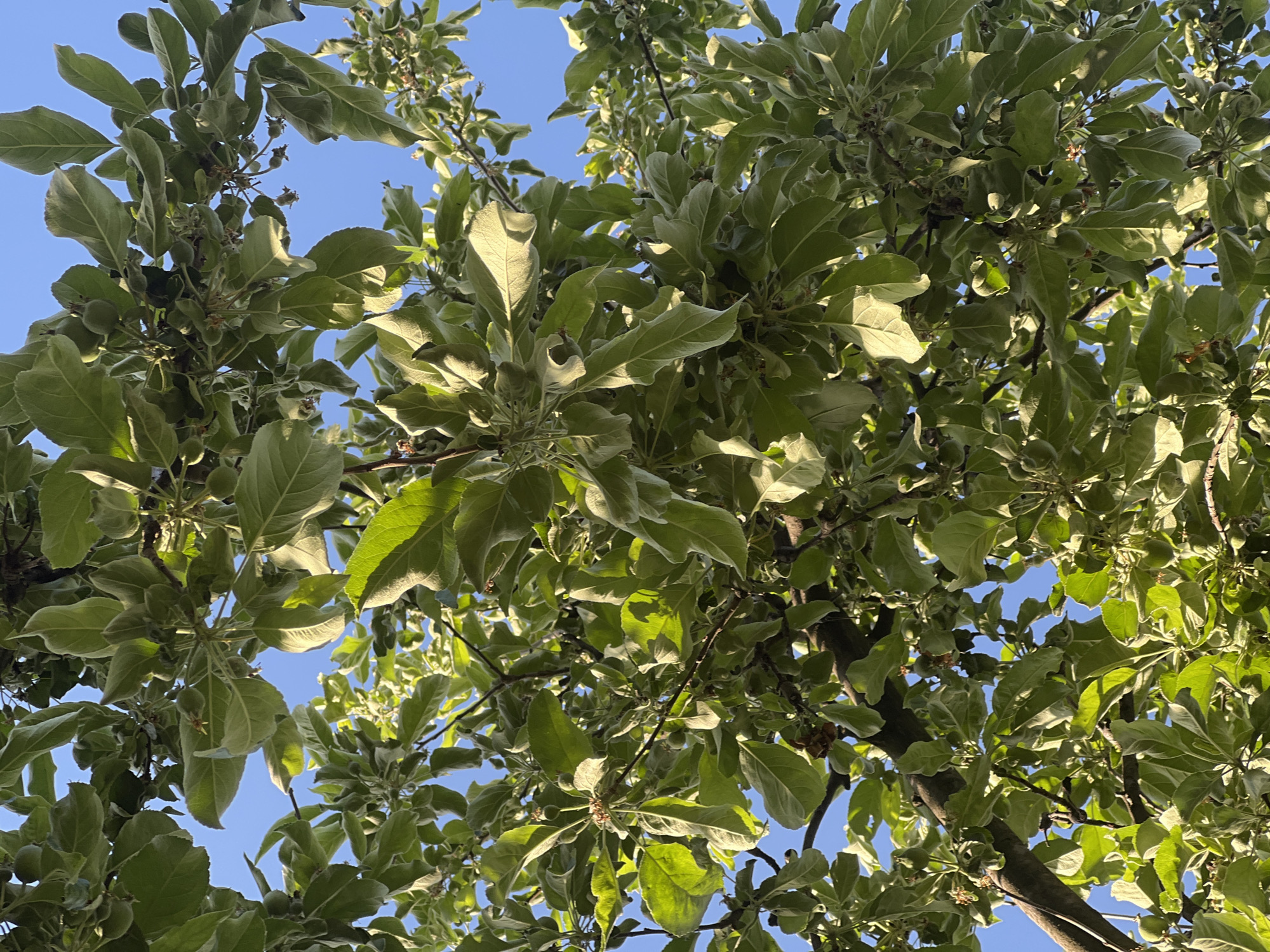 The image shows a tree canopy filled with green leaves and immature green fruit, set against a clear blue sky. The perspective is from below, looking upwards into the branches of the tree. The lighting is bright, with sunlight dappling through the foliage. The location is Busmantsi, Bulgaria.