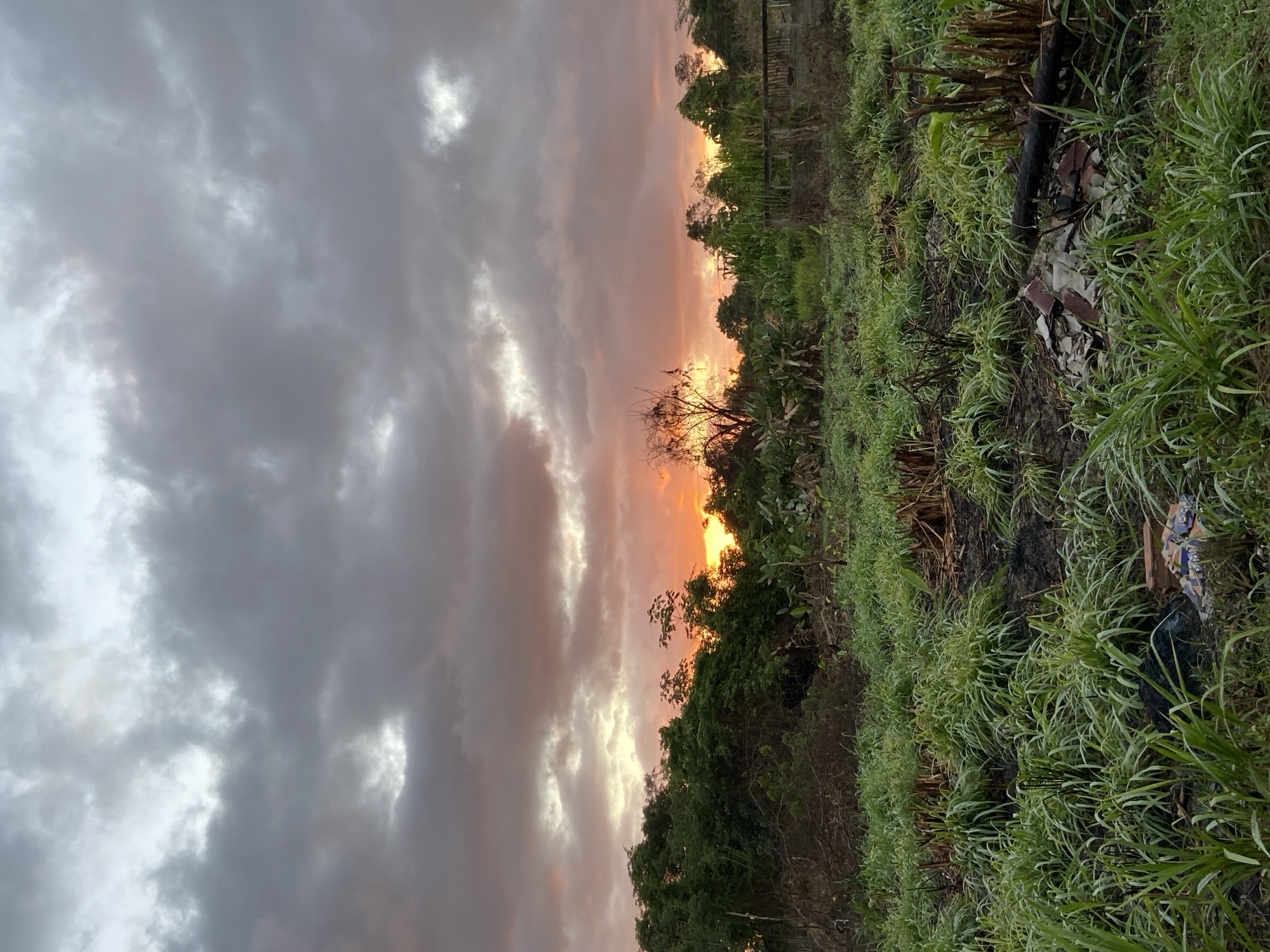This image displays an outdoor landscape in Los Velásquez, Venezuela, under a cloudy sky at either sunrise or sunset. The upper two-thirds of the frame are filled with a dense canopy of grey and white clouds, with a prominent horizontal band of orange and reddish-pink light present near the horizon, indicating the obscured sun's position. A dense line of tropical green foliage and trees forms the midground horizon, silhouetted against the bright sky. Some taller, sparsely branched trees are visible against the colorful sky, particularly a darker, possibly bare tree towards the center-right. The foreground consists of an uneven plot of land covered by patches of vibrant green, long-bladed grass, interspersed with areas of dark, exposed soil and visible stubble from cut or burned vegetation. In the lower-right quadrant, a pile of discarded material includes broken reddish-brown and white tiles or shingles, alongside a dark, partially burned log. Another dark, unidentifiable object is situated amidst the grass in the lower-left. No persons are present, and no active human interactions or actions are depicted.