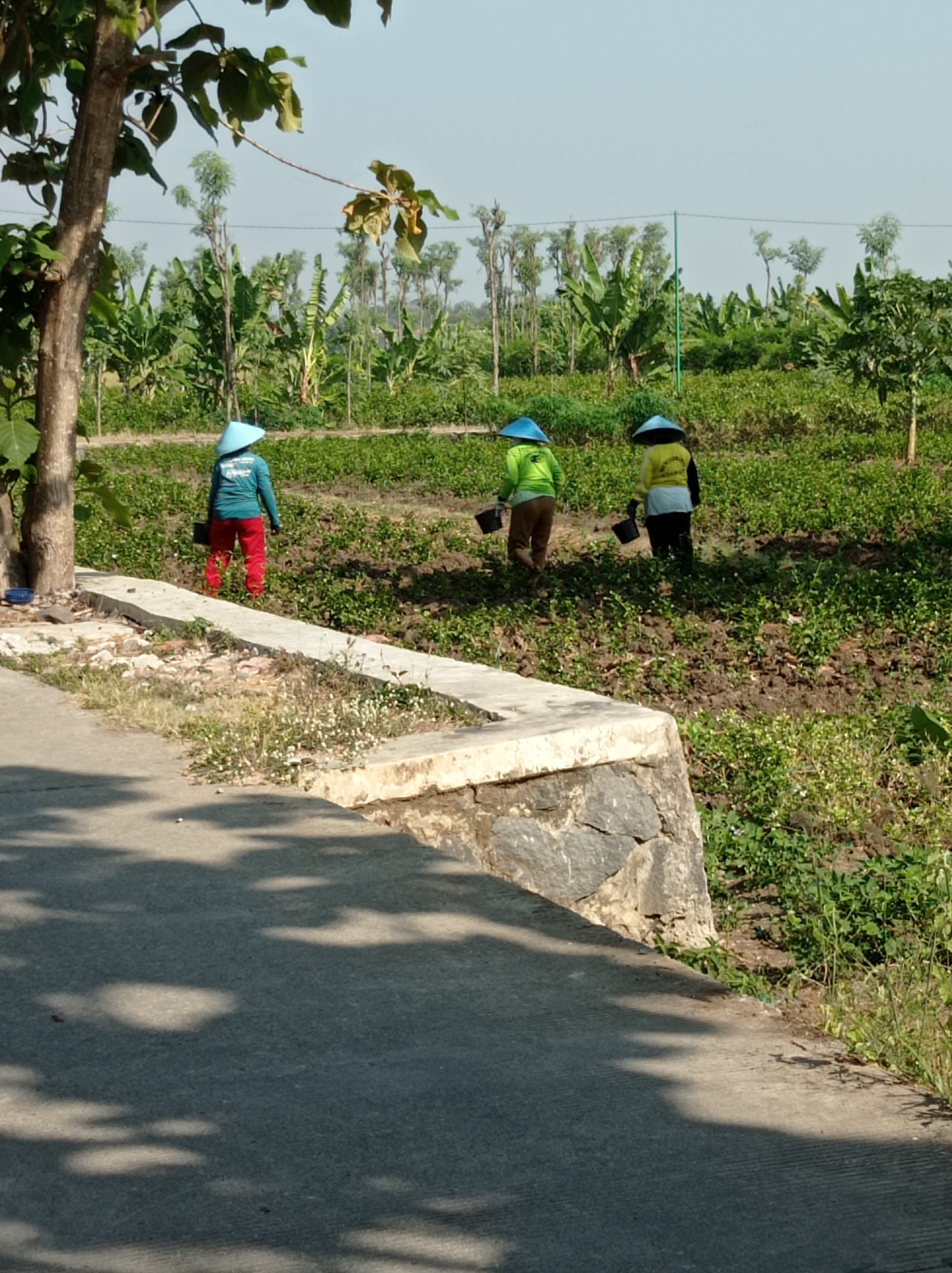 In Maribaya, Indonesia, three individuals, likely farmers, are tending to a field under a clear sky. They are dressed in conical hats that provide shade, and each is carrying a dark bucket, suggesting they are involved in planting, watering, or fertilizing the crops. The field itself is a mix of lush green plants and dark soil, indicative of agricultural activity. Behind them, rows of banana trees and other vegetation stretch into the distance, forming a dense backdrop. The scene is bordered by a concrete pathway and a stone retaining wall, with shadows from nearby trees cast across the pathway. The overall impression is one of diligent work in a rural agricultural setting.