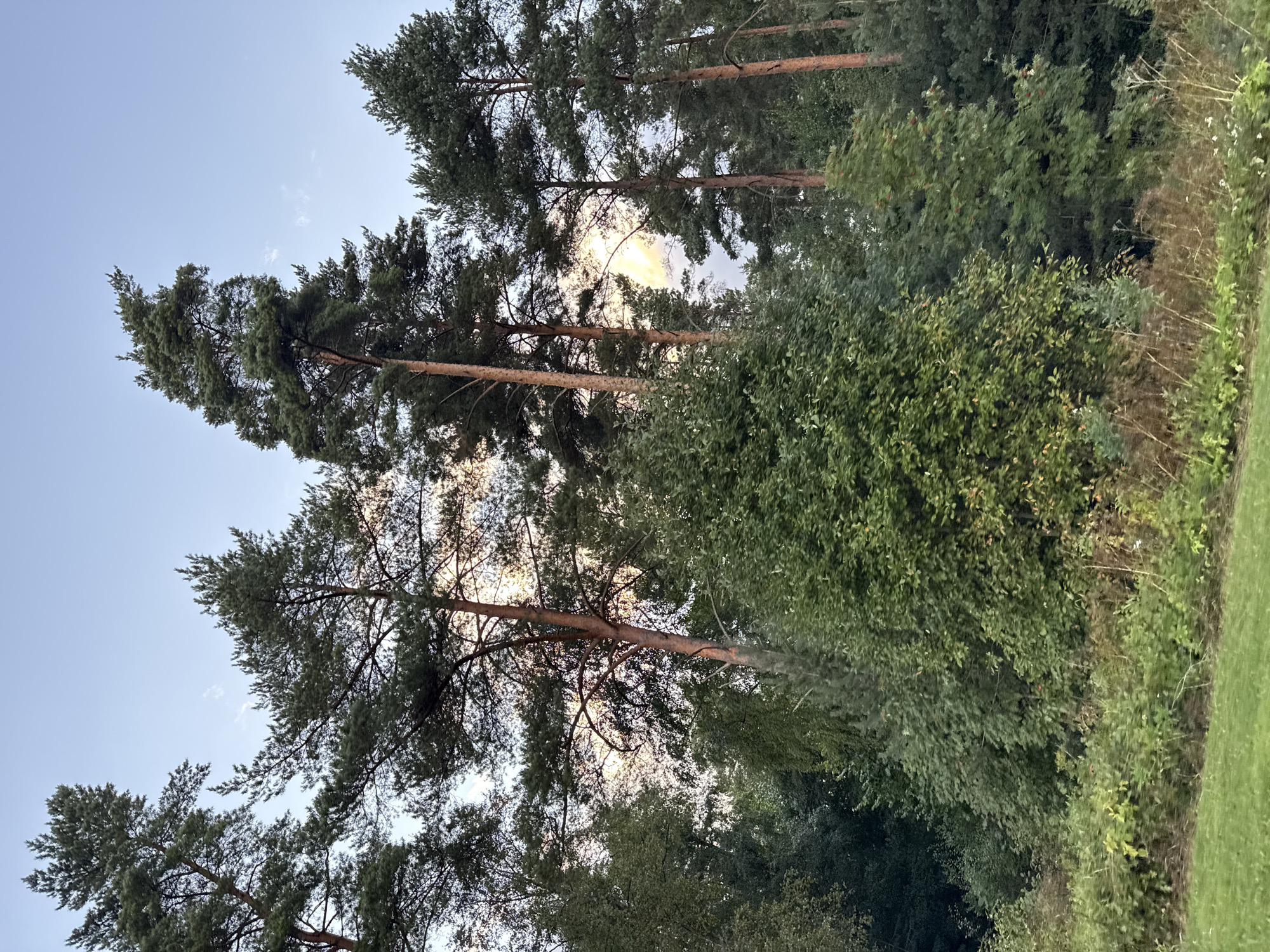 The image depicts a forest scene with tall coniferous trees dominating the upper half, their needles dark green against a pale blue sky with wispy clouds. The trunks of some trees are reddish-brown and appear to be pine. Beneath the taller trees, there is dense foliage of various shades of green, including bushes and smaller trees. The foreground shows a strip of grass and some dry, brown vegetation, suggesting a transition from a grassy area to the forest. The lighting indicates it is either early morning or late afternoon, with a soft glow illuminating some of the tree tops. The scene is serene and natural, with no visible signs of human activity or structures. This appears to be a typical forested area, possibly a park or natural reserve in or near Uuesalu, Estonia.