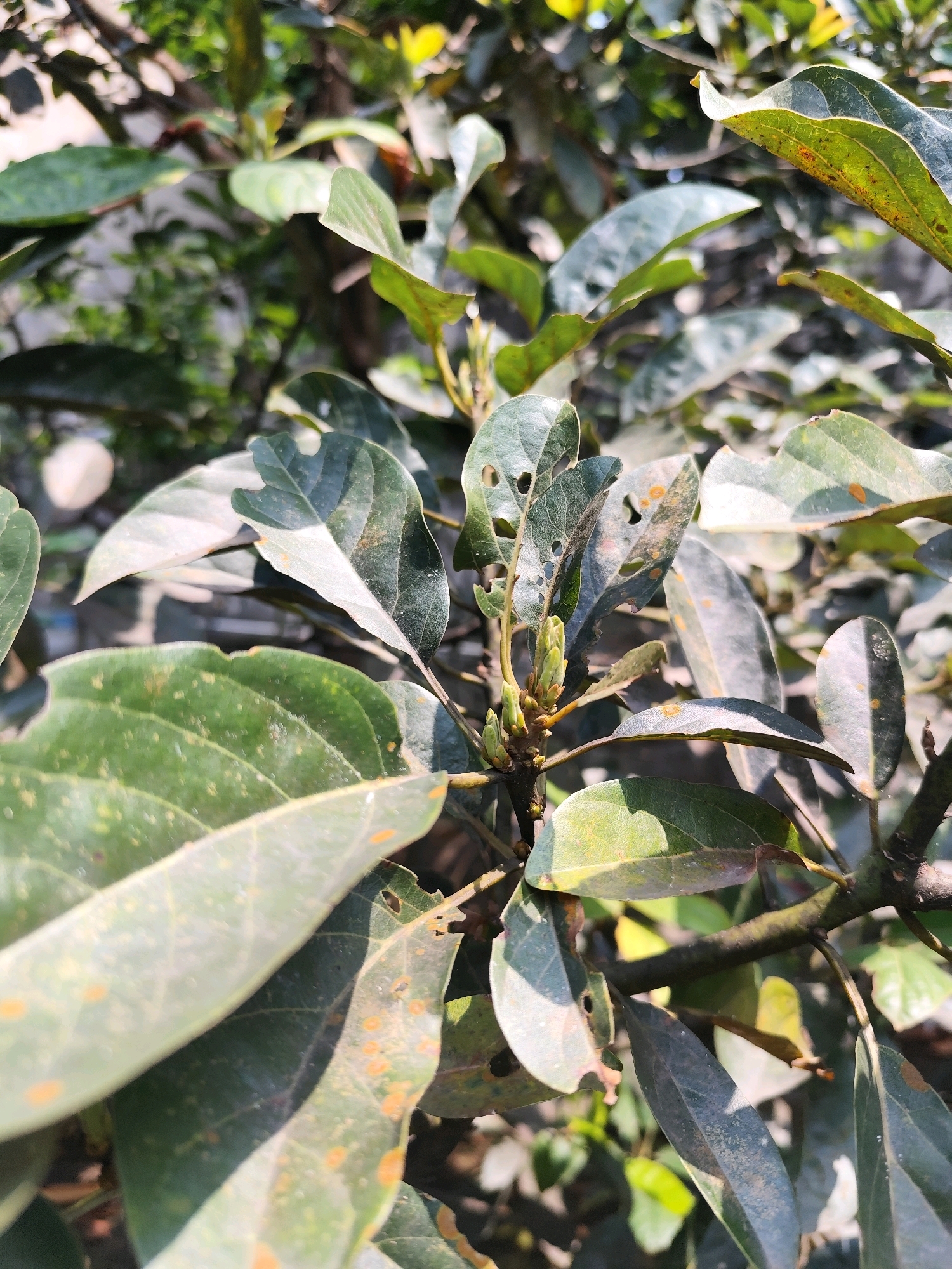 A close-up, eye-level shot captures a cluster of avocado tree leaves in Bogor, Indonesia. The leaves exhibit signs of disease or damage, with some showing rust-colored spots and small holes. The foliage ranges in color from deep green to a lighter, almost silvery green, with some leaves appearing dusty. Sunlight filters through the leaves, creating a play of light and shadow. The background is softly blurred, suggesting a natural outdoor environment with other vegetation and possibly structures. The image appears to be taken during daylight.