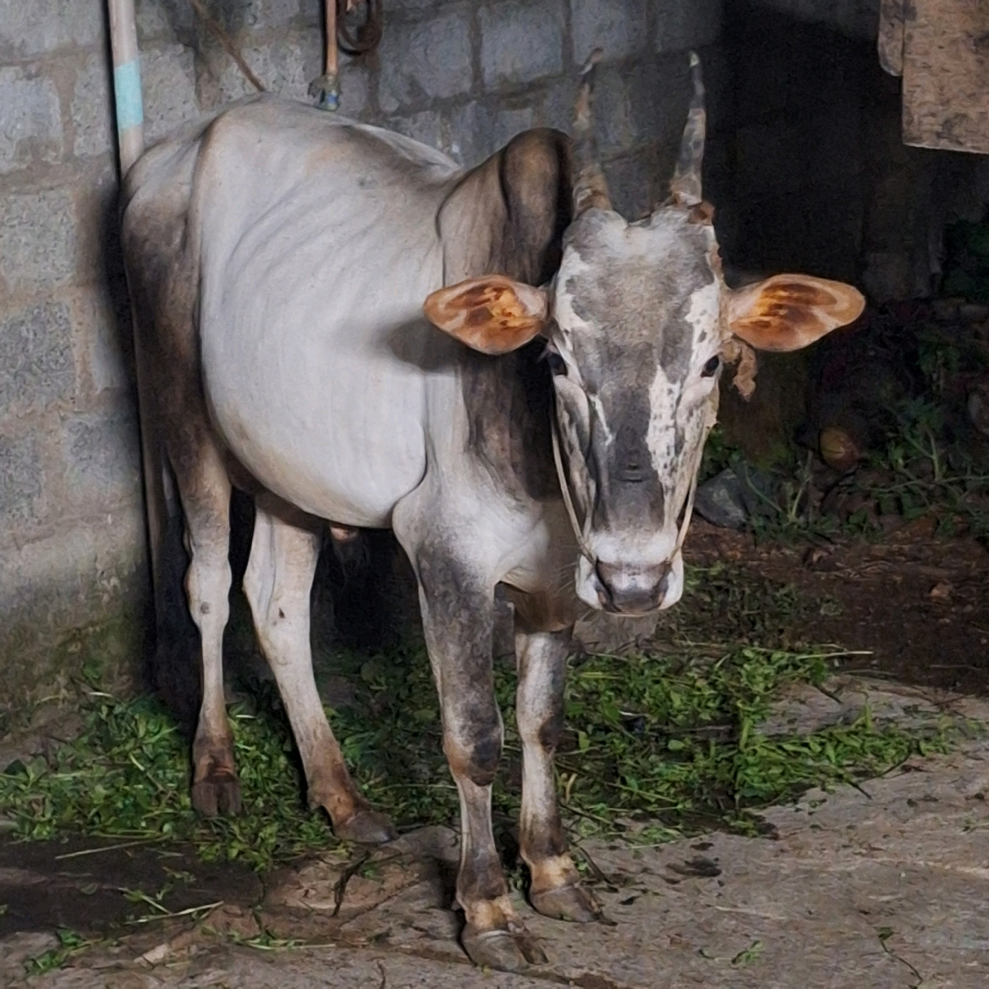 A cow stands in a dimly lit area near a brick wall. The cow is predominantly white with gray markings on its head, neck, and legs. It has a rope halter around its head and neck. The cow's body appears thin. In the foreground, green grass is scattered on the ground, which is a mix of dirt and stone. The background shows a rough brick wall and some dark, indistinct greenery. The image is a medium shot, focusing on the cow.