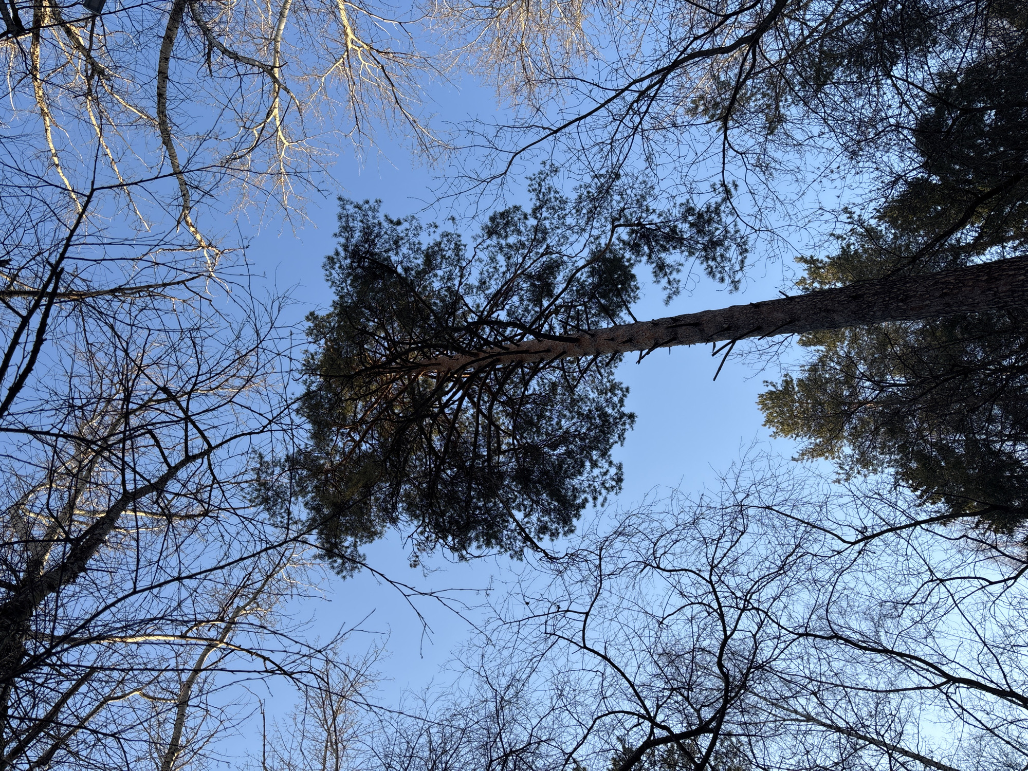 The image shows a view looking up into the sky through a dense network of tree branches. There are both coniferous and deciduous trees present. The deciduous trees are bare, suggesting a winter or early spring season. The sky is a clear, light blue.
Specific location cannot be determined from the image.