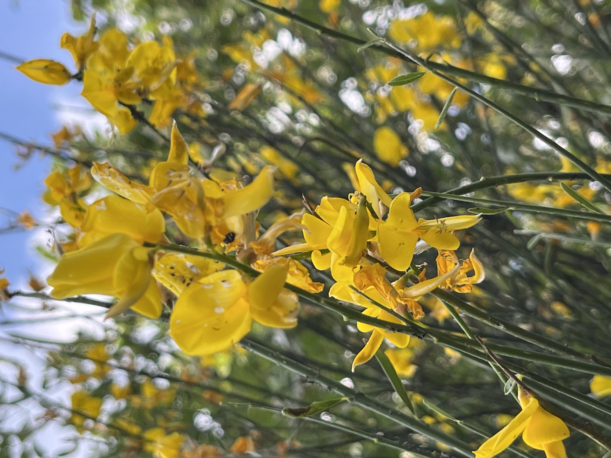 A close-up, vertical, outdoor photograph features a cluster of vibrant yellow broom flowers in full bloom. The flowers, characterized by their pea-like structure and bright yellow hue, are the primary subject. Many of the blossoms are in sharp focus, revealing delicate petals and intricate stamen. Interspersed among the flowers are thin, green stems and branches, some bearing small, underdeveloped buds or dried, withered petals. The background is a soft blur of green foliage and bright, out-of-focus circles of light, suggesting dappled sunlight filtering through leaves. The sky is visible in the upper portion of the image as a light blue, hazy expanse. The overall impression is one of natural beauty and the peak of the flowering season.