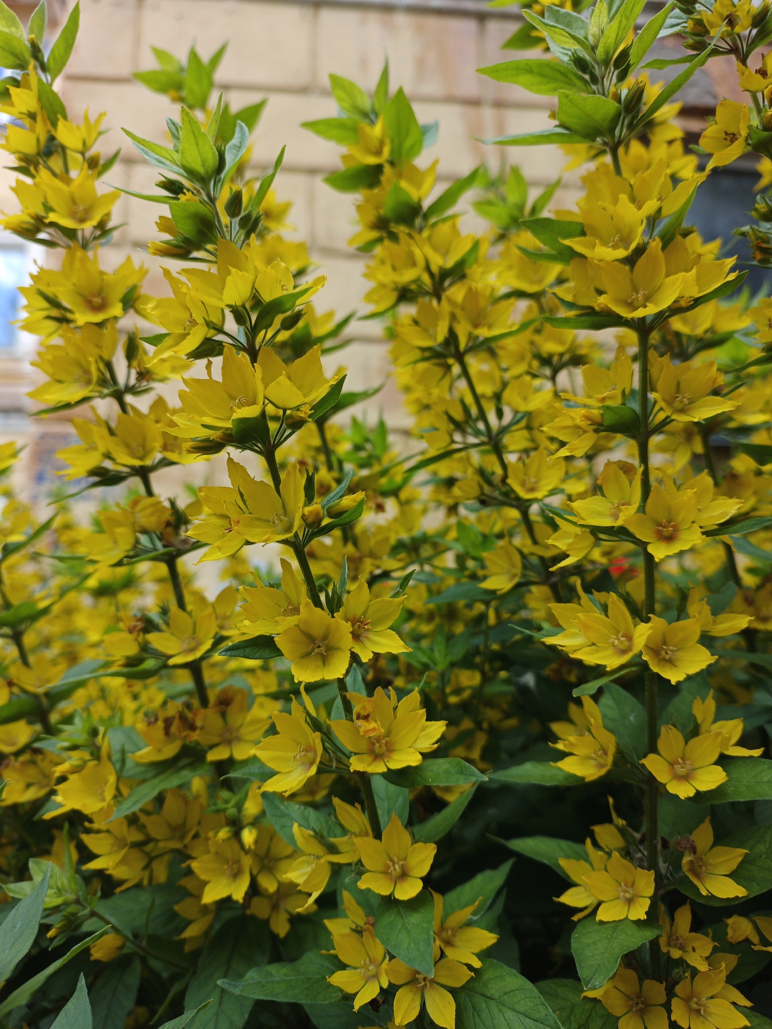 A close-up, eye-level, vertical, medium shot captures a dense cluster of bright yellow flowers with green leaves in Zlatoust, Russia. The flowers have five pointed petals and are arranged in upright spikes along the stems. The background is softly blurred, showing a portion of a light-colored brick building, possibly residential, with hints of blue through a window. The overall impression is of a vibrant, natural scene within an urban environment.
