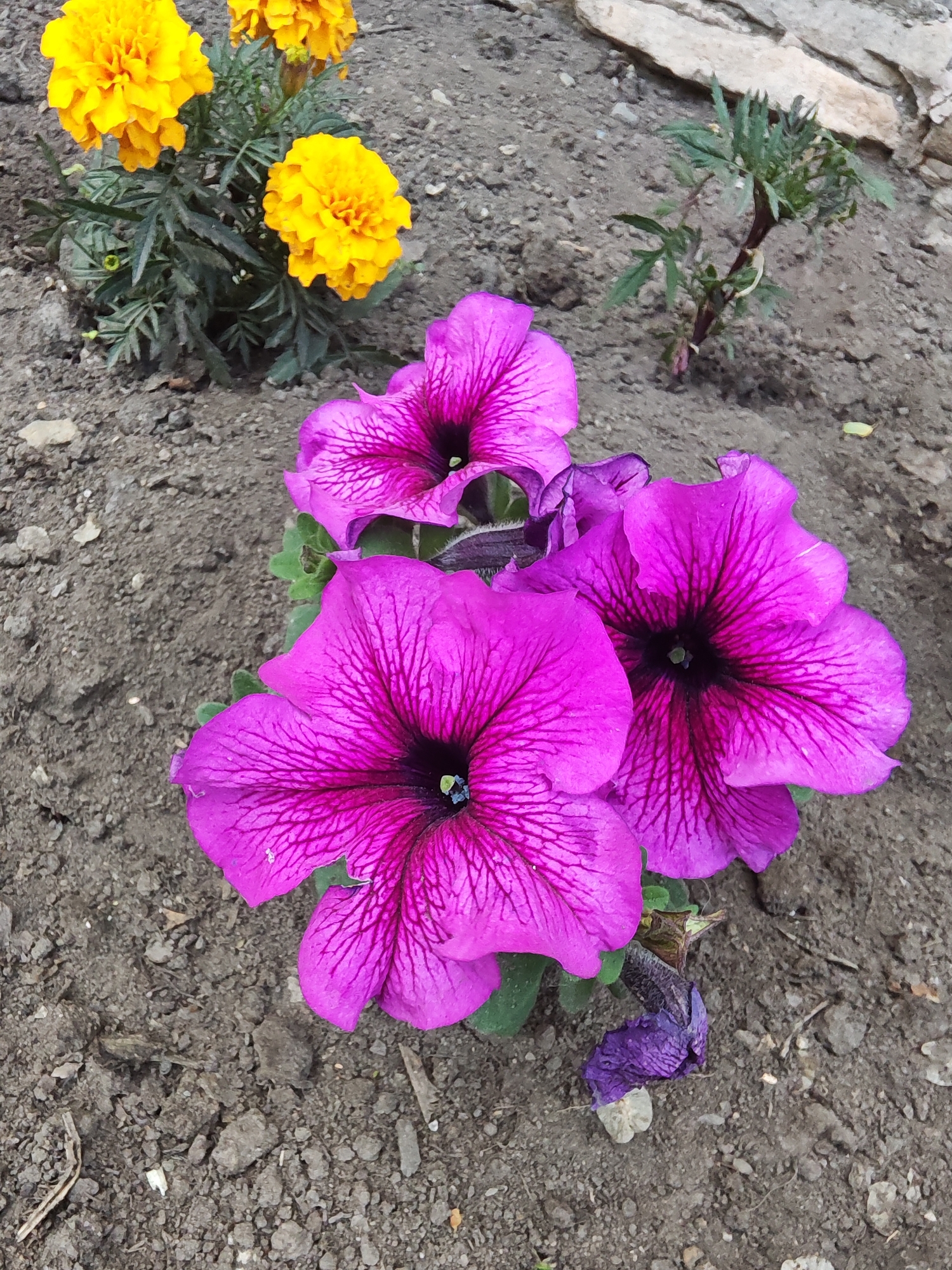 The image shows a close-up of a flower bed in Vladivostok, Russia. In the foreground, three vibrant purple petunias are in bloom, their delicate petals marked with intricate dark veins. The flowers are arranged in a cluster, with one slightly faded bloom near the bottom right. Behind the petunias, a small cluster of bright yellow marigolds adds a splash of contrasting color. The flowers are planted in dry, gray soil dotted with small pebbles and dried organic matter. In the background, a few scattered stones and a small, thin plant with green leaves are visible. The overall scene depicts a small, unkempt garden area.