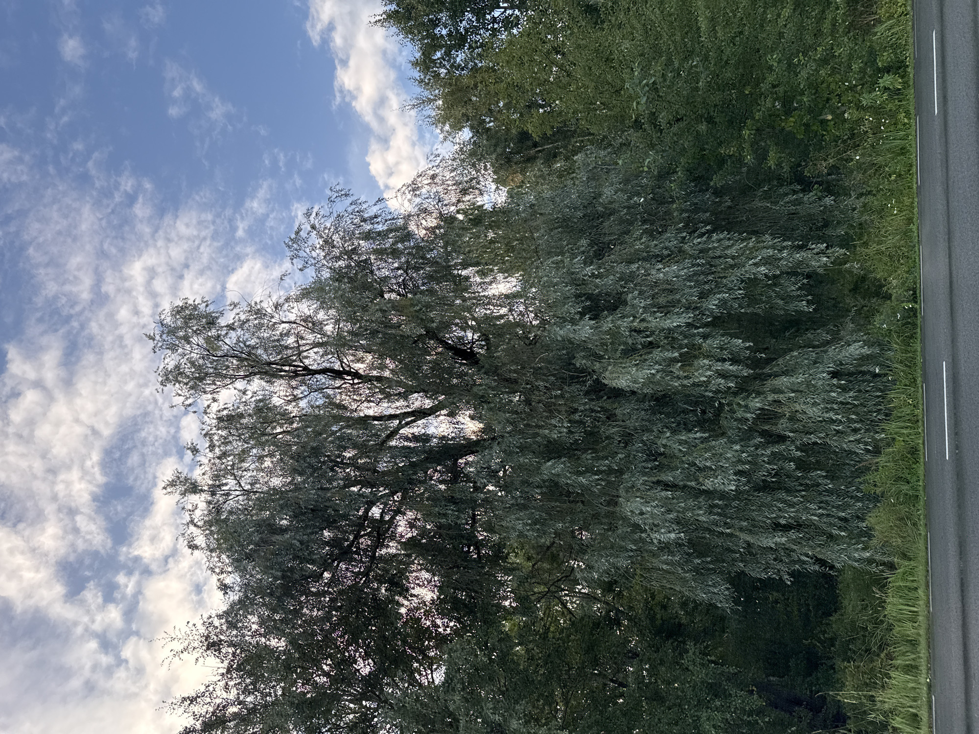 A low-angle, medium shot captures a dense cluster of trees, dominated by a large weeping willow in the foreground, on a cloudy day. The weeping willow's long, slender branches, adorned with silvery-green leaves, cascade downwards, creating a curtain-like effect. Behind the willow, a variety of other trees form a thick, verdant backdrop, their foliage varying in shades of green and dark green. The trees are situated along the edge of an asphalt road, marked with white lines. In the background, a bright blue sky is partially obscured by scattered white clouds, some of which appear wispy and elongated, while others are more dense and textured. The scene is devoid of any people or animals, suggesting a natural, unpopulated setting. The image provides a detailed view of the natural environment, highlighting the textures and colors of the foliage against the backdrop of the sky. The location is identified as Tallinn, Estonia.