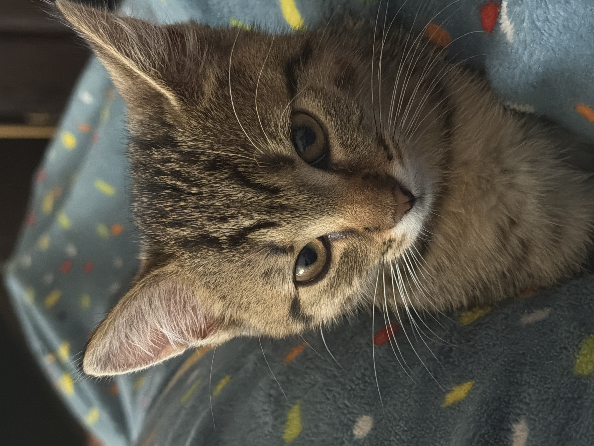 A close-up, low-angle shot shows the head of a tabby kitten nestled into a fuzzy, light blue blanket with a scattered pattern of colorful dots. The kitten's face is turned slightly to its left, with its large, alert ears pointed upwards. Its fur is a mix of brown, black, and tan stripes. The kitten's eyes are amber colored with dark pupils, and its whiskers are long and white. The background is blurred, showing a dark brown surface. The lighting is soft and natural, highlighting the kitten's features.