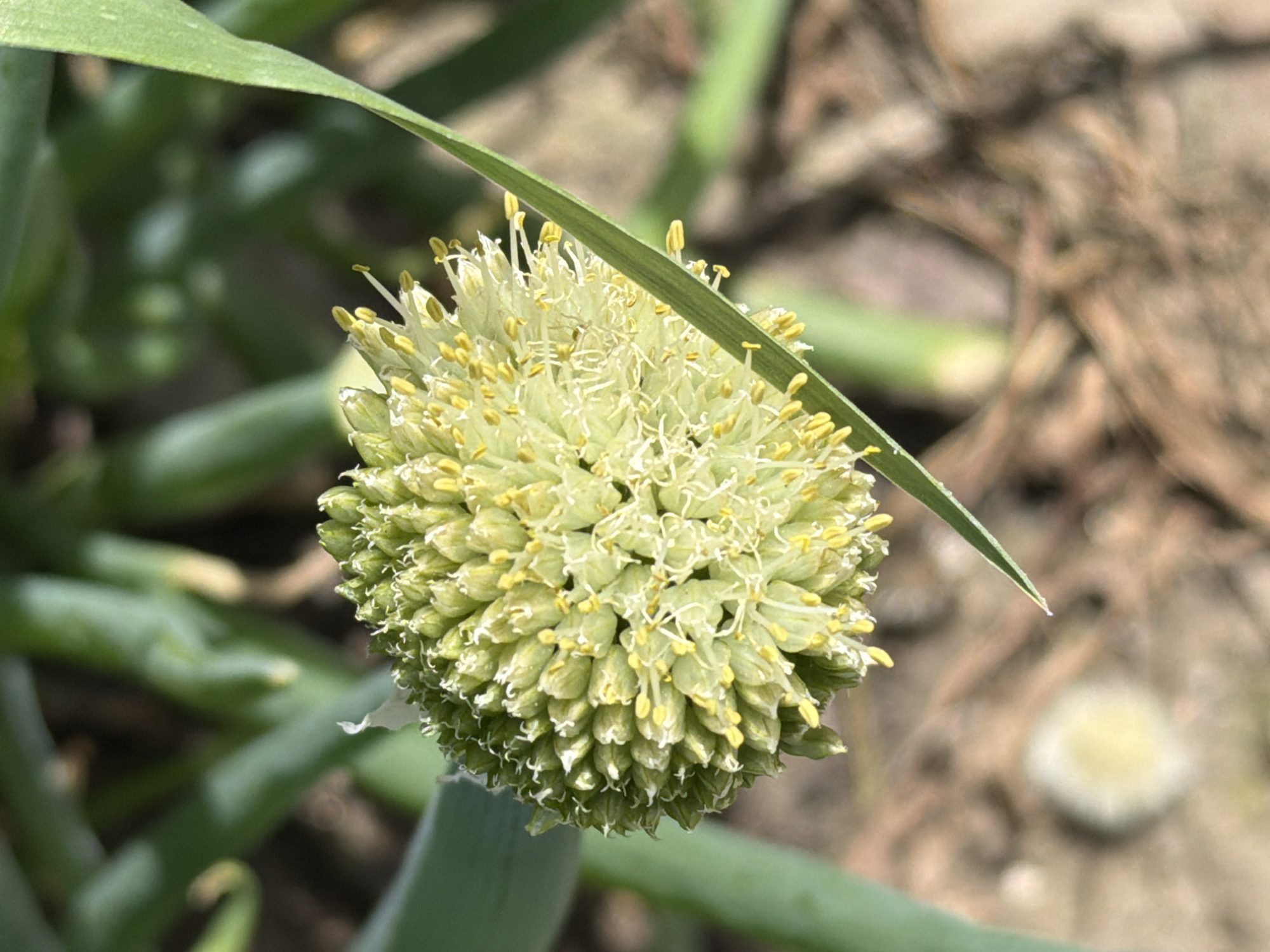 This is a close-up, eye-level, outdoor, daylight photograph of an onion flower head. The flower head is spherical and composed of numerous small, pale green buds, many of which have opened to reveal delicate white filaments and bright yellow anthers. A single, long, green leaf extends from the left side of the frame and curves across the foreground, partially obscuring the flower. Another green leaf is visible in the upper left background, along with blurred green stalks. The background is a soft focus of dry earth and some reddish-brown debris, suggestive of soil and plant matter. No people or animals are present in the image. The location is Shimanovsk, Russia, as indicated by the provided metadata.
