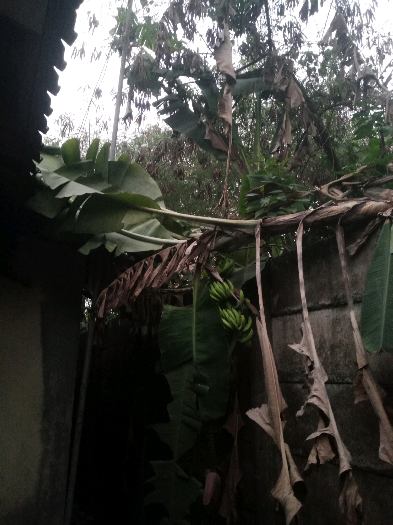 In Balaraja, Indonesia, a bunch of green bananas hangs from a plant near a textured concrete wall. The scene is framed by large, broad green leaves and dry, brown, papery banana leaves that have fallen and are draped over a structure. A dark, corrugated roofline is visible on the left side of the image, casting a shadow over a portion of the scene. The background is filled with dense foliage, and the sky is overcast and bright.