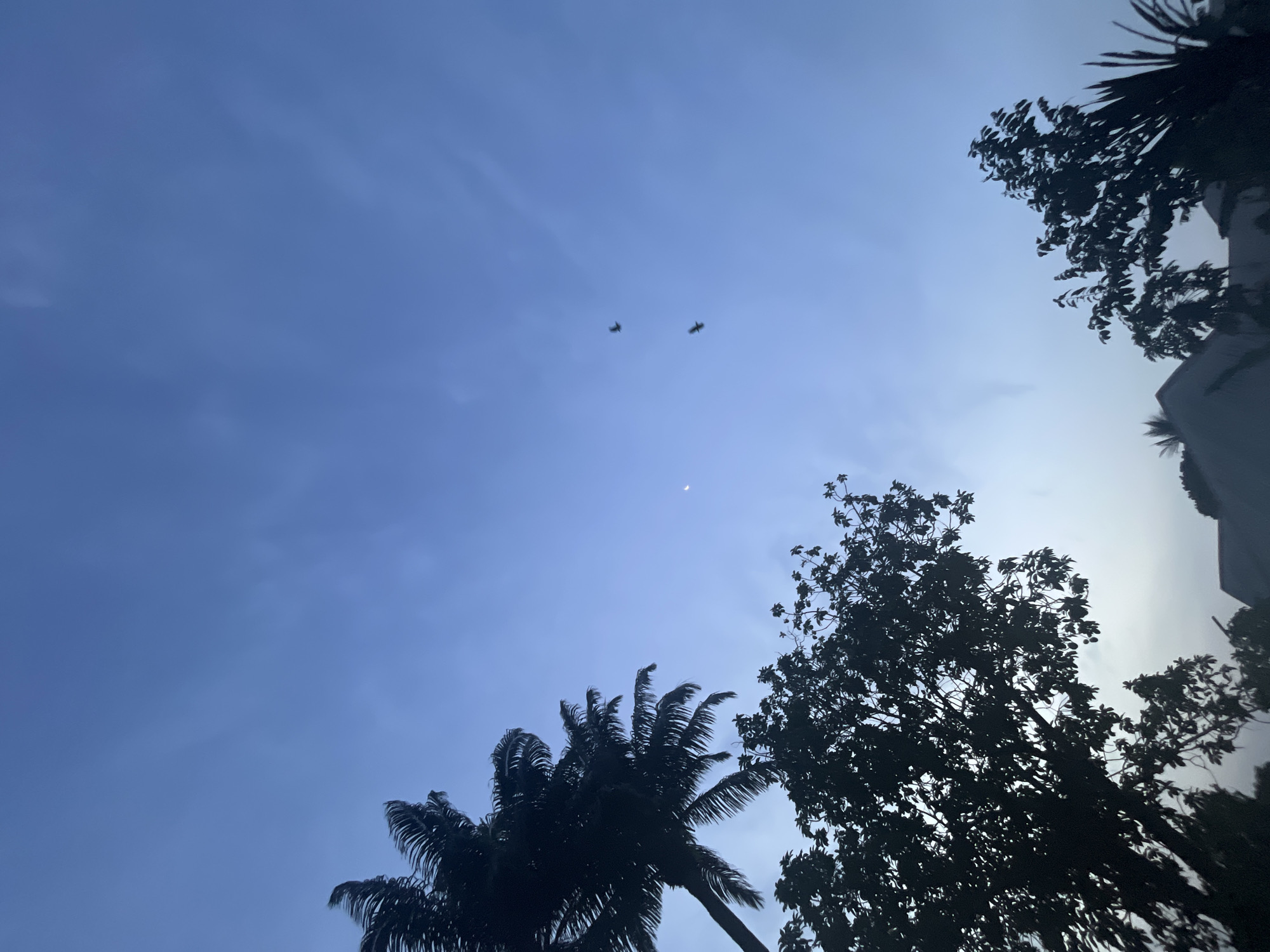 A low-angle shot captures a serene view of the sky above Ikot Ekpene, Nigeria, framed by the dark silhouettes of tropical trees and a partial building structure. The expansive sky displays a gradient of blue, transitioning from a deeper hue at the top left to a lighter, almost ethereal blue towards the bottom right, with faint, wispy clouds.
Prominently featured are the silhouettes of various trees: a large palm tree occupies the bottom left, while another dense, leafy tree rises from the bottom right, its foliage sharply defined against the bright sky. The edge of a third tree and a building are visible on the far right.
In the upper central portion of the sky, two birds are captured in mid-flight, their forms silhouetted against the bright background. A subtle, delicate crescent moon is also visible towards the bottom center of the frame, positioned below the flying birds, indicating either early morning or late afternoon. The overall impression is one of natural beauty and tranquility in a tropical setting. No text is visible.