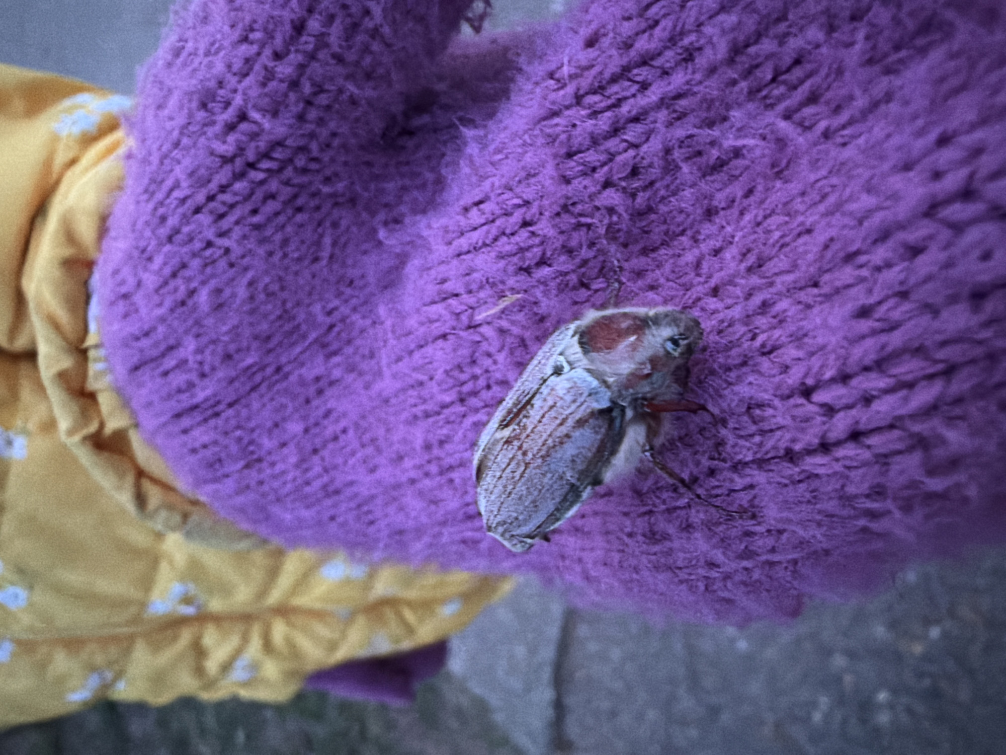 A close-up, medium shot of a cockchafer beetle resting on a purple, textured fabric, possibly a glove or mitten, held by a person wearing a yellow garment with white floral patterns. The background is blurry but appears to be a gray, concrete surface, perhaps a sidewalk or patio. The photo was taken outdoors. The location is possibly in Chaikovsky, Russia.