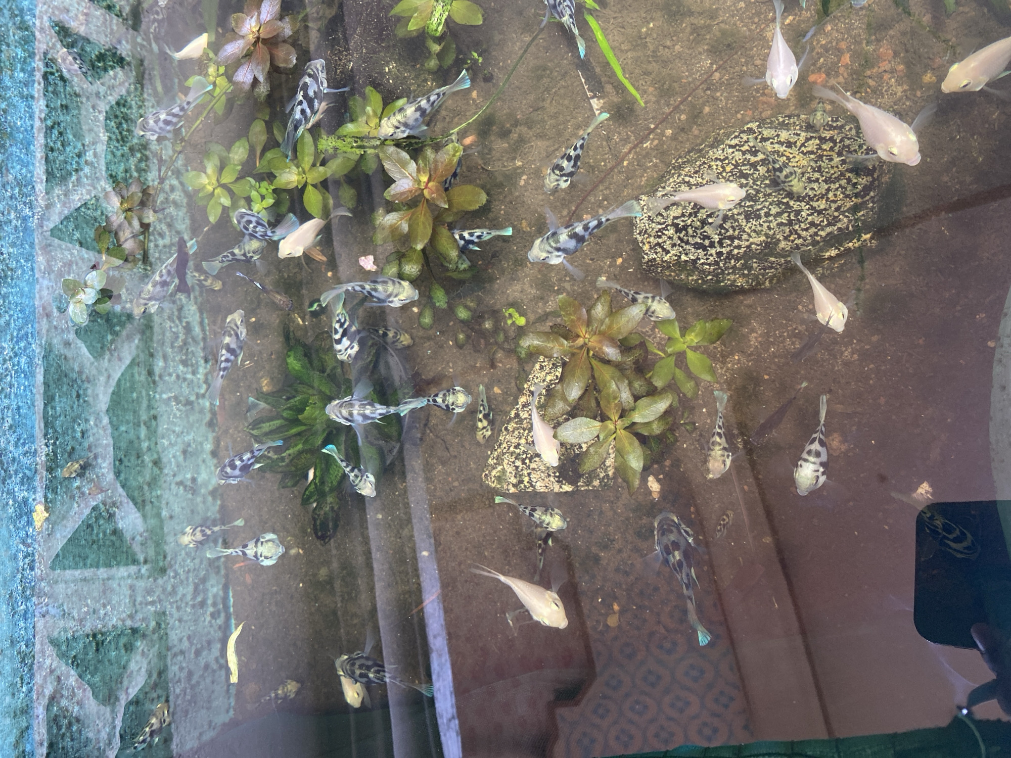 In Lambaro Kueh, Indonesia, an aquarium contains numerous small fish, most of which are white or grey with black markings, swimming amongst green aquatic plants and a speckled rock. The aquarium appears to be partially submerged or in a state of disrepair, with a blue-stained, textured concrete edge at the top. The water is clear, allowing for a detailed view of the aquatic life and environment. A reflection of a person holding a phone is visible in the lower left corner of the aquarium.