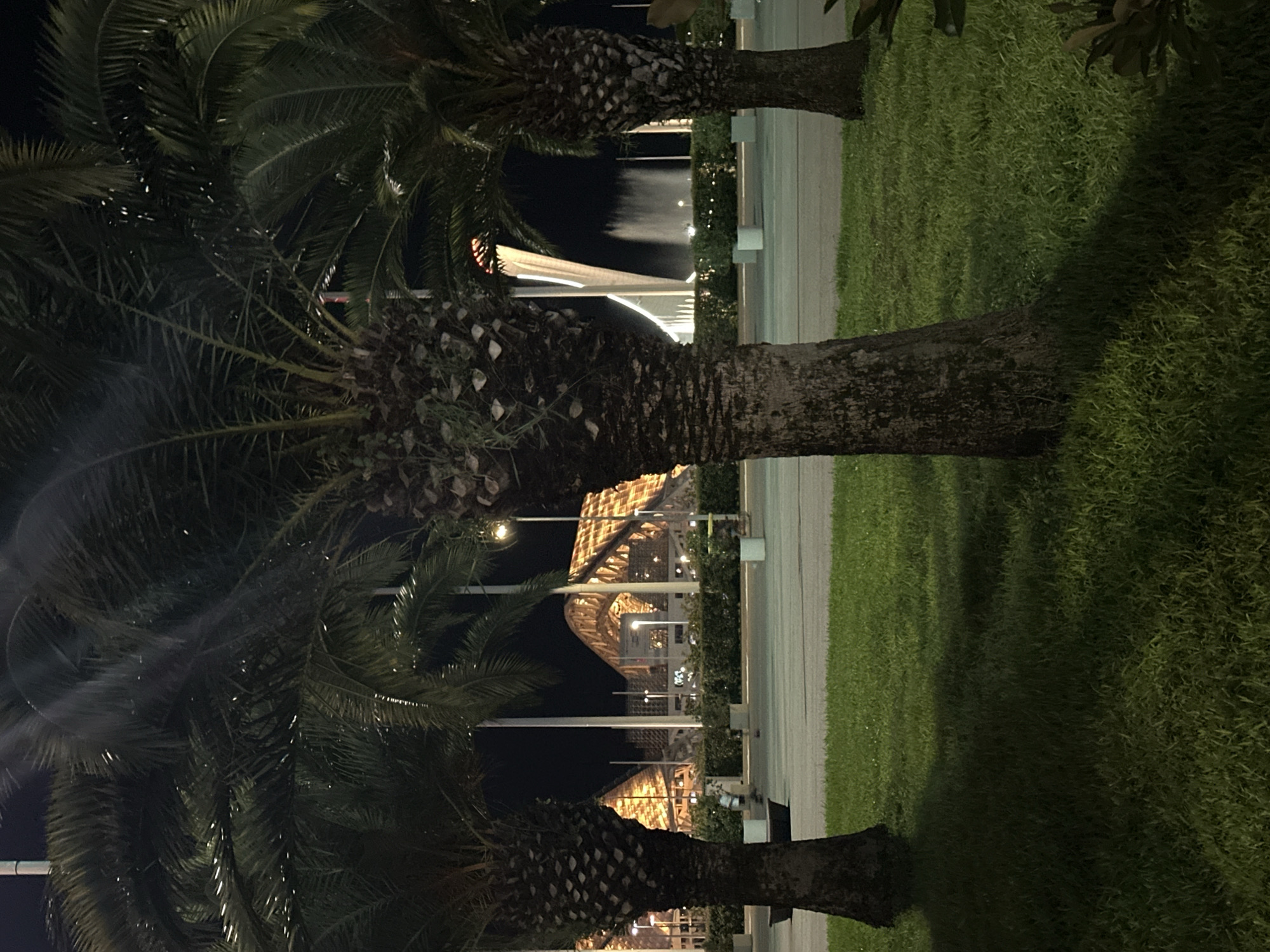 The image depicts a nighttime view of the Olympic Park in Sochi, Russia, featuring palm trees in the foreground and illuminated architectural structures and a fountain in the background. Three large palm trees, with textured bark and fronds that catch the ambient light, dominate the foreground. The ground is covered in lush green grass, with a paved area and street visible beyond the grass. In the mid-ground, a hedgerow separates the grass from the illuminated structures.
The background reveals the distinctive architecture of the Olympic Park. To the left, a large, arched structure with intricate wooden or metallic supports is brightly lit with a warm, golden glow. To the right, a tall, slender, white tower-like structure is illuminated with vertical white lights, and behind it, a fountain sprays water, catching the light and creating a luminous mist. The sky is dark, indicating nighttime. A single streetlamp is visible between the palm trees. There are no people clearly identifiable in the scene, though a blurred figure may be present near the hedgerow on the left. The overall impression is one of a well-lit, modern public space at night.