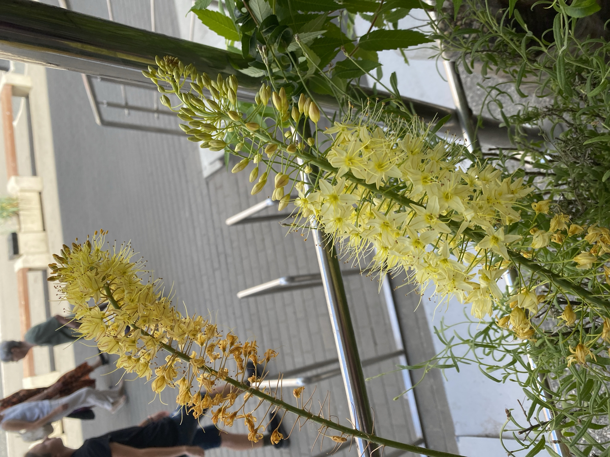 In Novaya Usman', Russia, two spires of pale yellow flowers with delicate, long stamens are prominently displayed in the foreground. The spires are detailed with small, star-shaped blossoms. Behind the flowers, a metal railing separates the viewer from a paved walkway. The walkway is occupied by several individuals; one person in the background is wearing a dark shirt and shorts, another in a light top and light-colored pants, and a third person with gray hair is in a green shirt. The environment suggests an outdoor urban setting, possibly a park or a public walkway, with a bench visible in the far background.