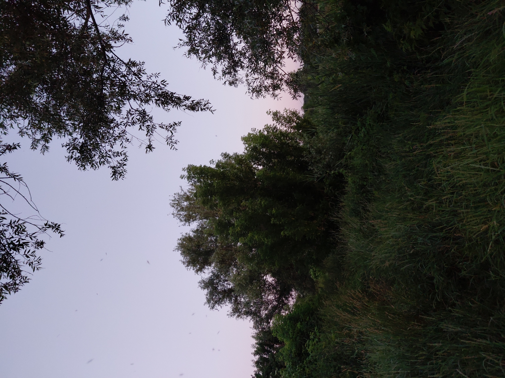This is a horizontal, eye-level shot of a dense, overgrown field of tall grass and reeds in the city of Ustyvytsia, Ukraine. The field is dark and appears to be untamed, with various textures and shades of green. In the background, a line of trees is visible, some with dark green foliage and others appearing lighter, suggesting they may be deciduous. Above the trees, the sky is a pale, dusky purple, indicative of either sunrise or sunset. Small, dark specks are scattered throughout the sky, possibly insects or dust particles. The overall impression is one of a natural, untamed landscape at the edge of a populated area.