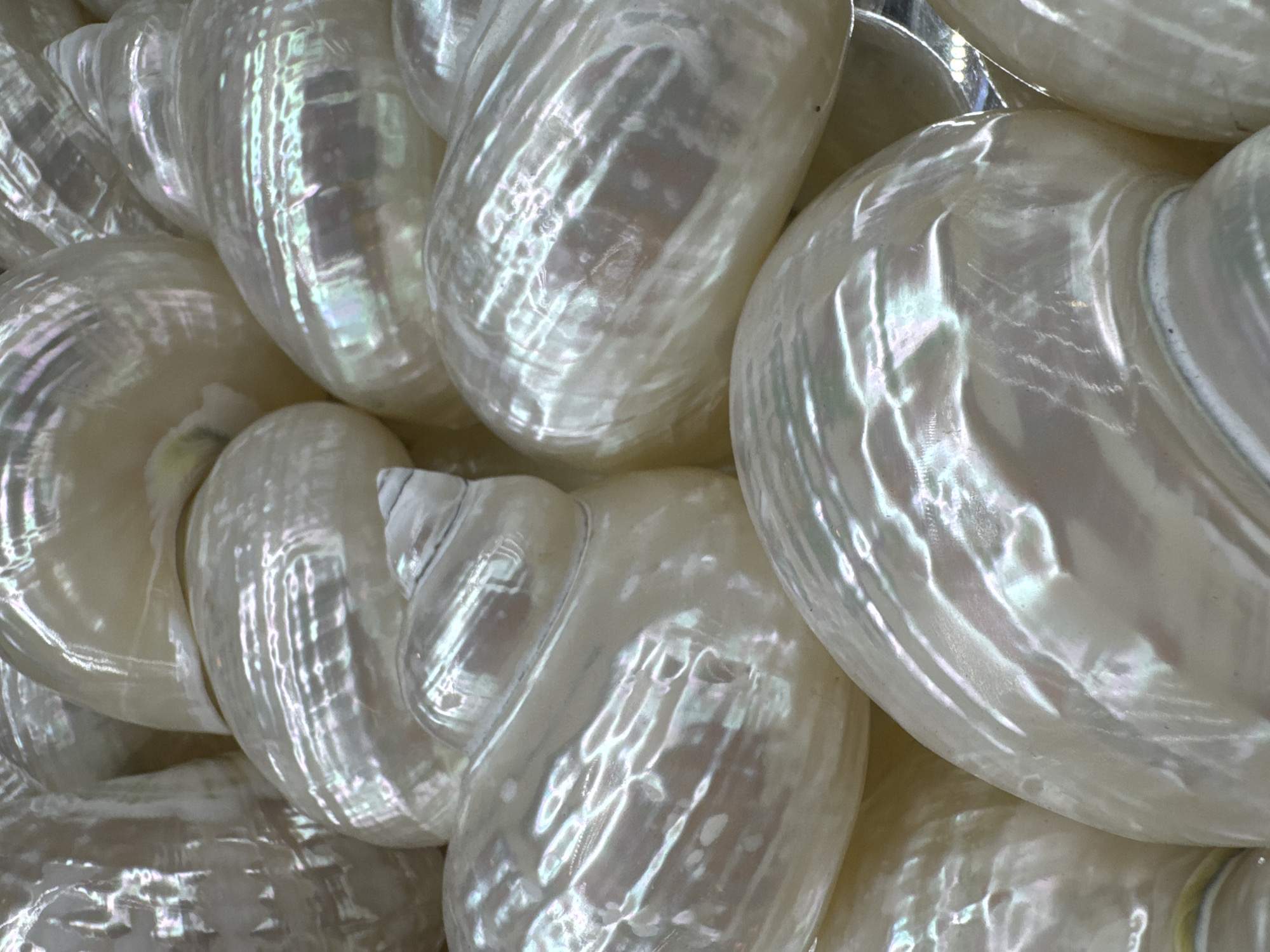 The media file displays a close-up, overhead shot of a pile of large, lustrous, iridescent mother-of-pearl shells, possibly used as decorative items. The shells are predominantly white and cream-colored, with varying shades of pink, blue, and green reflecting off their smooth, curved surfaces. The lighting creates strong highlights and shadows, emphasizing the textures and forms of the shells. The arrangement is dense, with the shells overlapping each other, suggesting a collection or a display. There are no people, text, or specific environmental cues to indicate the time of day, weather, or a precise location beyond the general context of Nha Trang, Vietnam, known for its pearl cultivation and shell crafts. The overall impression is one of natural beauty and artisanal craftsmanship.