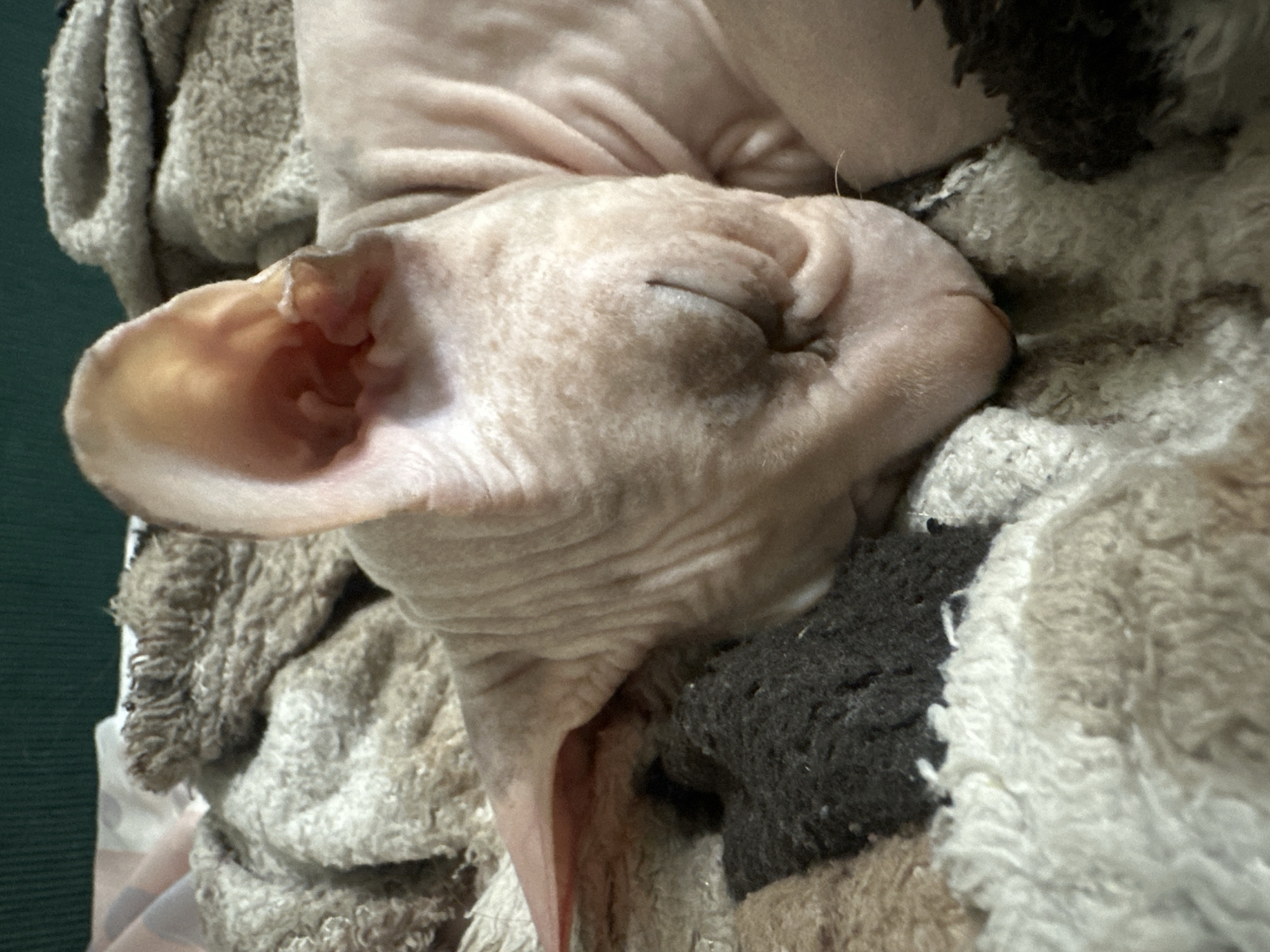The media file is a close-up, still image of a sleeping Sphynx cat. The cat is pinkish-skinned, with visible wrinkles on its head and neck. Its eyes are closed, and its large ears are prominent. The cat is nestled amongst a variety of soft, textured blankets and fabrics, some appearing to be made of wool or fleece. The blankets have a mix of colors, including light brown, beige, and some darker gray or black patches. The overall impression is one of comfort and relaxation, as the cat appears to be deeply asleep in a cozy environment. The lighting suggests it is likely indoors, possibly in a home setting. There are no visible humans, text, or specific location cues to indicate Togliatti, Russia, beyond the provided context. The focus is entirely on the sleeping feline and its immediate surroundings.