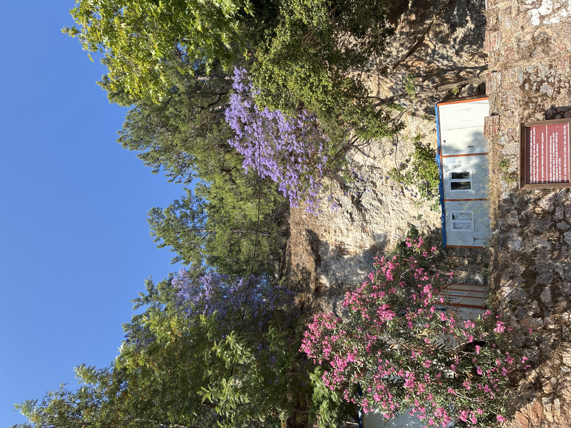 The image depicts a steep, rocky hillside covered in lush vegetation and flowering trees, with a clear blue sky overhead. In the foreground, a cluster of pink oleander flowers blooms profusely. Below the flowers, two portable buildings, likely temporary structures or site offices, are visible, nestled against the rocky terrain. A stone wall constructed from rough-hewn blocks runs along the bottom of the scene. A sign with red lettering is partially visible at the lower right, indicating that the area is a first-degree archeological site where littering and writing on walls are prohibited, with potential penalties for non-compliance. In the background, the hillside rises steeply, dotted with trees, including a striking jacaranda tree in full bloom with its vibrant purple flowers. The overall environment suggests a natural setting, possibly on the outskirts of a city or within a protected area. The presence of the portable buildings and the archeological site sign indicate human activity and management within this natural landscape. The image appears to be taken in Alanya, Turkey, given the reference to Alanya Castle in the sign.