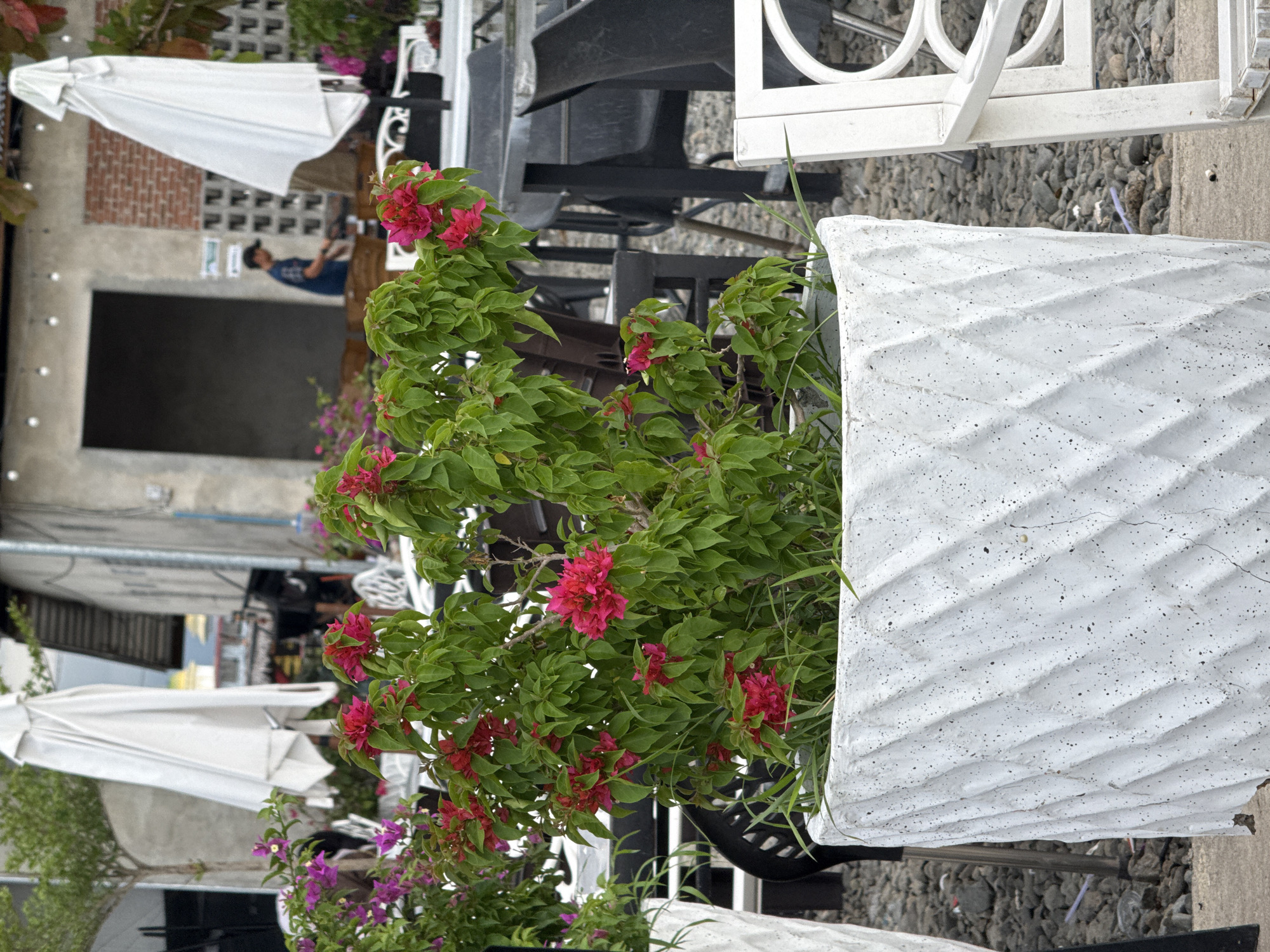 In Cotmalem, Indonesia, an outdoor seating area of a cafe is depicted, featuring a white textured planter overflowing with vibrant pink bougainvillea in the foreground. Beyond the planter, a collection of dark-colored outdoor tables and chairs are arranged on a gravel-covered ground. A person wearing a blue shirt and a cap is visible in the background, appearing to be working or attending to something. White patio umbrellas are present, some closed and others partially open, adding to the cafe's ambiance. The architecture in the background includes a building with light-colored walls and a dark doorway, suggesting a commercial establishment.