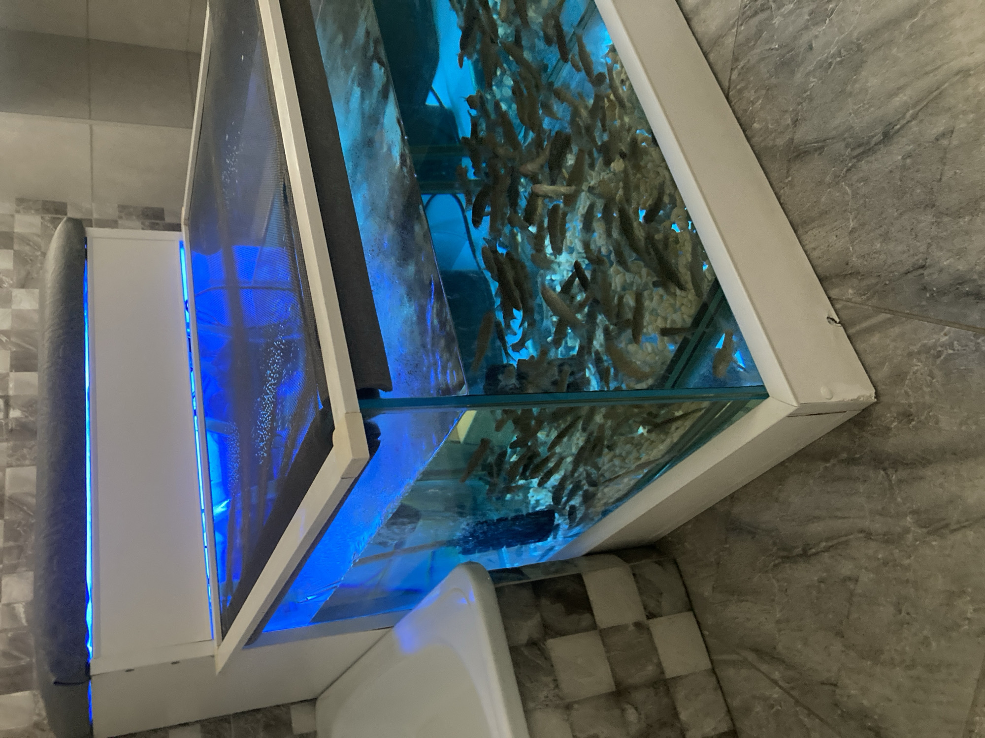 The image shows a fish pedicure tank filled with small fish and illuminated by blue LED lights. The tank is made of glass and has a white frame. It appears to be located in a spa or salon setting, as suggested by the presence of a bathtub or similar fixture to the left and tiled walls. The floor is tiled with a grey marbled pattern. There are no people visible in the image, but the setup suggests a service where customers would dip their feet into the tank for the fish to exfoliate their skin. The location is identified as Baranavichy, Belarus.