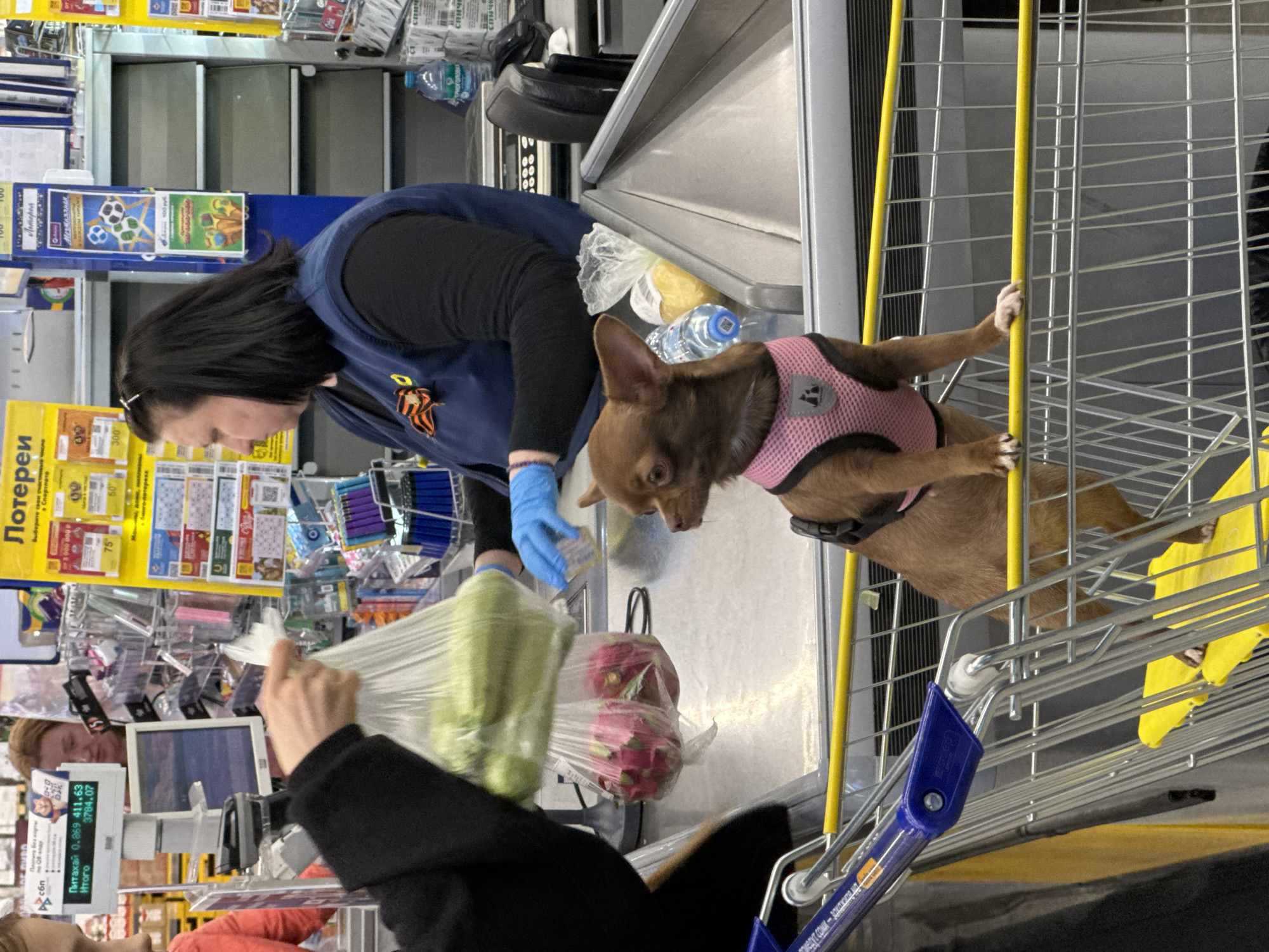 The scene captures a moment at a checkout counter within a retail store, likely a supermarket, in Unknown, Unknown. A woman, positioned behind the counter, dons a blue work vest and blue gloves as she processes a customer's items. A bag of produce, containing cucumbers and possibly dragon fruit, is visible in the foreground being held by an arm covered by a black sleeve. Notably, a brown chihuahua, wearing a pink harness, sits inside a shopping cart, with its paw raised against one of the cart's yellow bars. Assorted lottery tickets and items are displayed behind the cashier, adjacent to the lottery sign. The total on the cashier's monitor reads 3784.07.