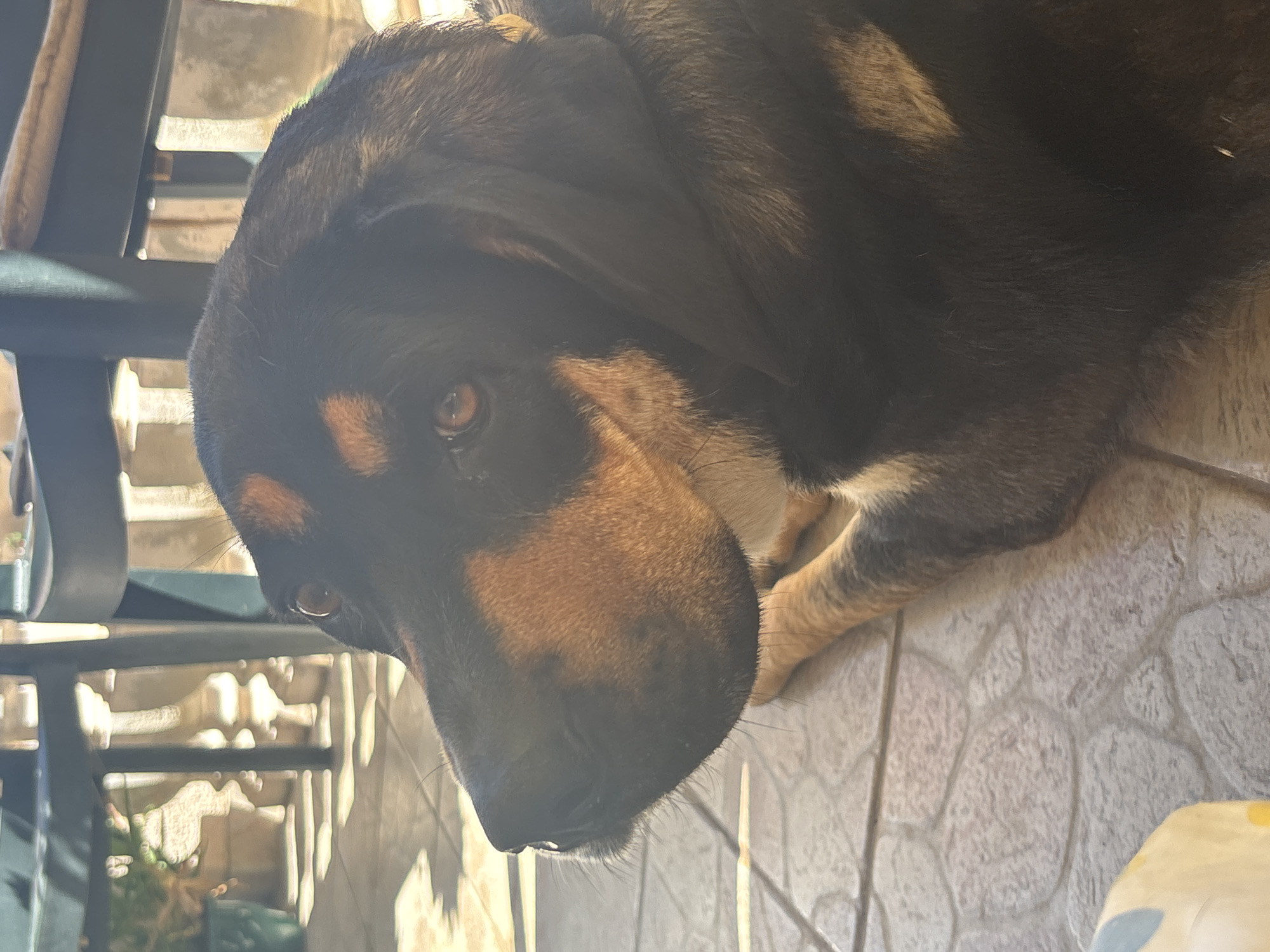 An outdoor scene captures a dog lying on a tiled patio under the dappled sunlight filtering through furniture. The dog, a dark-colored breed with tan markings around its eyes and snout, is positioned in the foreground, facing left and looking slightly upwards. Its fur appears thick and somewhat glossy from the sunlight. Behind the dog, the patio floor is laid with large, irregularly shaped tiles. Shadows from unseen furniture create a pattern across the ground. In the background, glimpses of outdoor furniture, possibly chairs or tables, are visible. The overall impression is a relaxed moment for the pet in a domestic outdoor setting.
