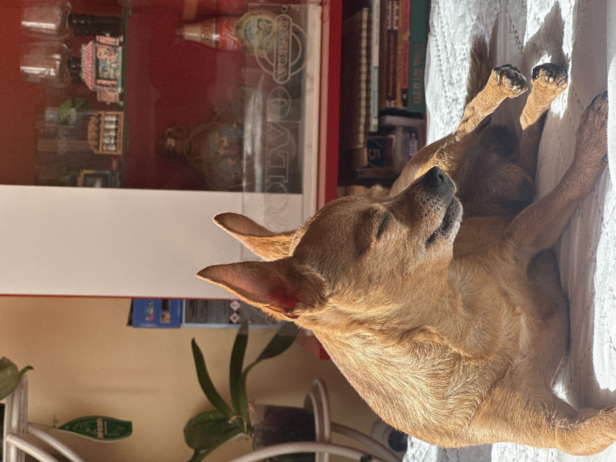 A medium-sized, short-haired, tan-colored dog is lying on its back on a white, textured surface, possibly a bed or blanket. The dog is positioned in the foreground, with its head facing left. The dog's ears are erect. Behind the dog is a blurred background featuring a cabinet with glass doors, containing various items including bottles and decorative objects. To the left of the cabinet is a wall with a plant in a pot. The scene is brightly lit, suggesting daylight. The location cannot be determined to be Kalipetrovo, Bulgaria, from the visual information available.