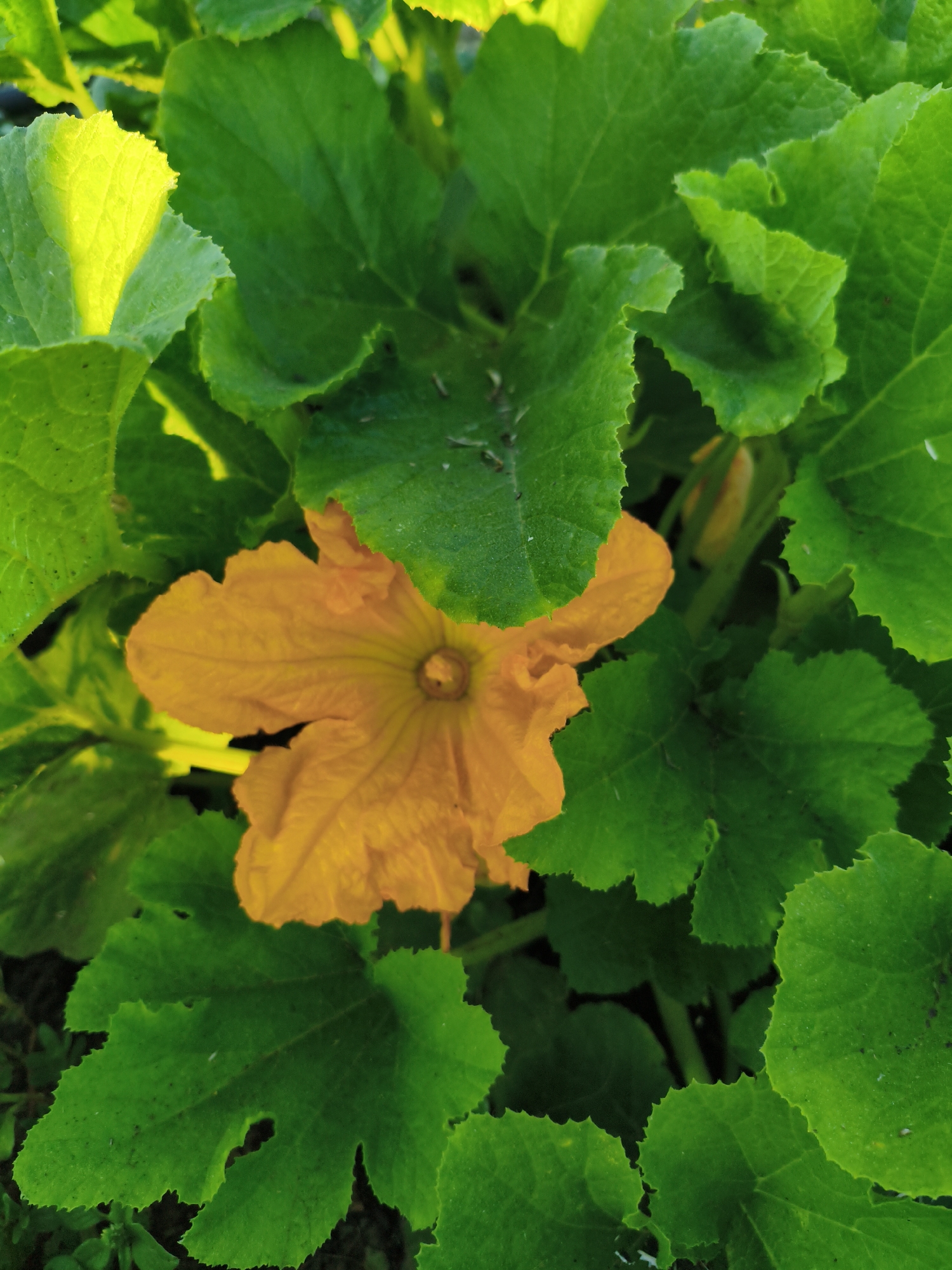 This image shows a close-up view of an orange squash blossom surrounded by large, vibrant green leaves. The lighting suggests it is daytime, with sunlight illuminating some of the leaves. There are no people or buildings visible in the frame. The scene appears to be in a garden or natural outdoor setting. The specific location in Ақсуат ауылдық округі, Kazakhstan, cannot be determined from the image alone.