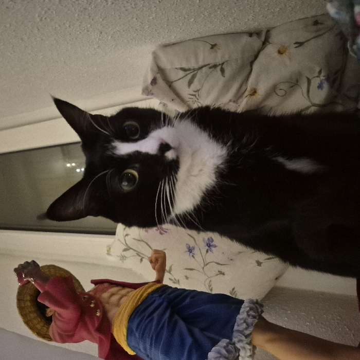 A black and white cat is captured looking downwards with its ears perked up. The cat is positioned above a One Piece figure, specifically Monkey D. Luffy. The figure is posed with a raised fist. The cat lies atop a floral patterned cushion. The background includes a window.