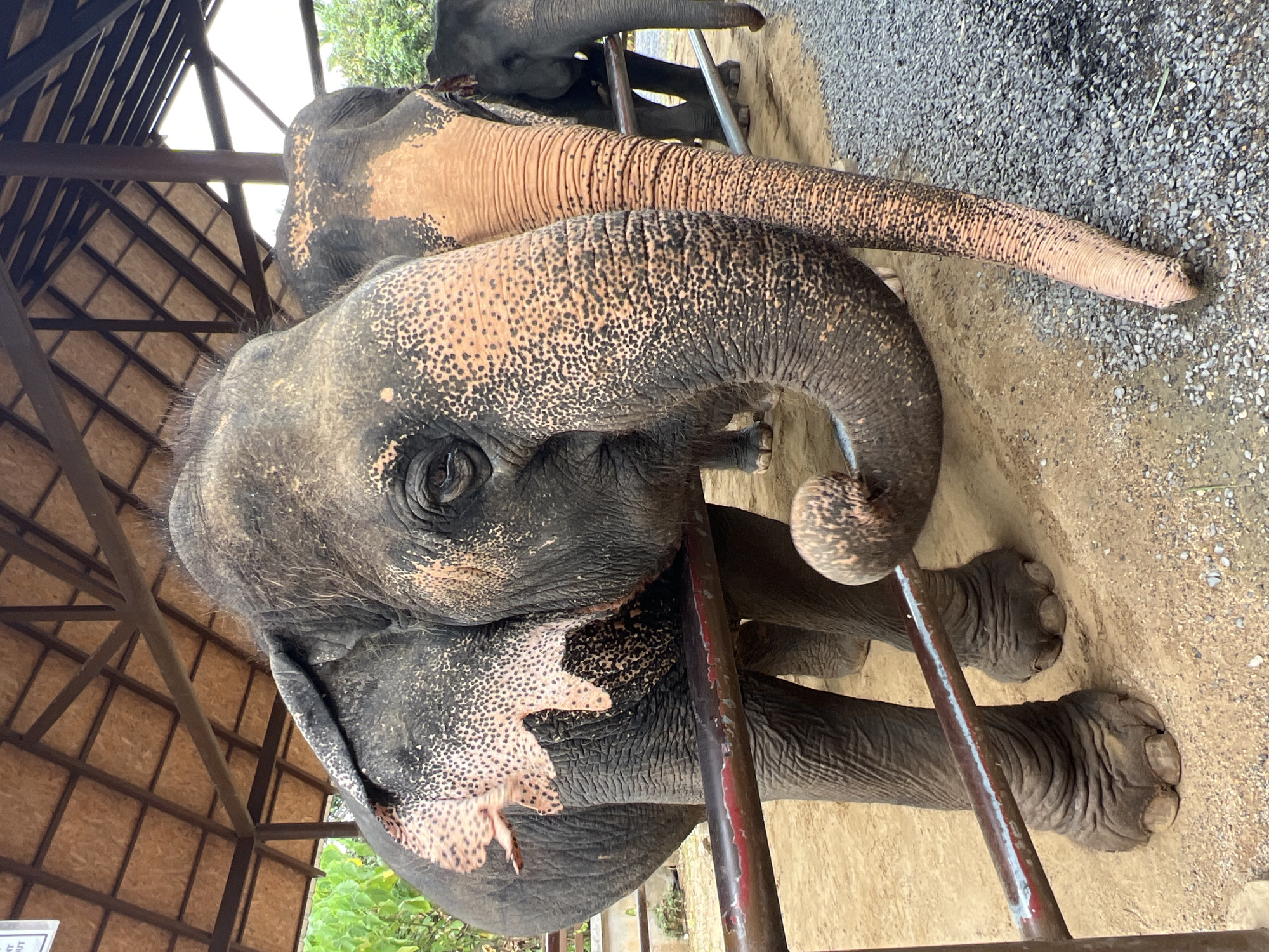 In a fenced enclosure with a partial roof structure, two elephants are visible. The elephant in the foreground is a dark gray adult with pinkish patches and dark spots on its skin. Its trunk is curled downwards, resting on a horizontal metal bar that runs across the frame. The elephant's left ear is large and draped, revealing more of the spotted skin. Its eye is visible and appears to be looking forward. The ground within the enclosure is sandy, with gravel and some sparse vegetation visible outside the fence. Behind the front elephant, a second elephant, also dark gray, is partially visible, with its trunk and head extended towards the right. A third elephant is even further in the background, with only its head and trunk visible. The roof structure above appears to be made of wood and bamboo. The scene suggests an elephant sanctuary or conservation area in Ko Samui District, Thailand.