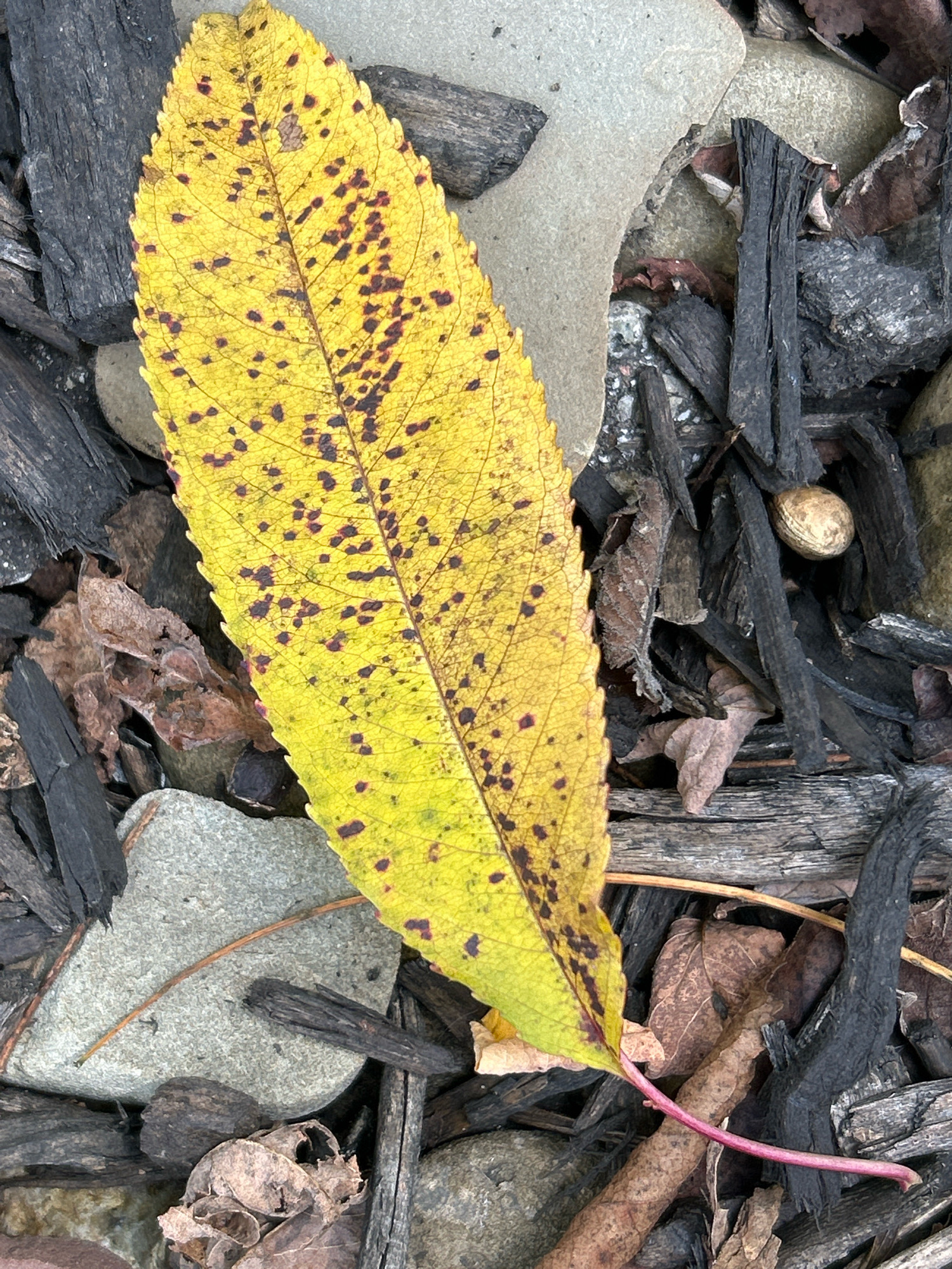 A close-up, overhead shot shows a fallen, yellow leaf with dark spots against a background of mulch, rocks, and twigs. The leaf, positioned diagonally from the upper left to the lower right, is the primary subject. Its surface exhibits a vein pattern and small, irregular dark speckles. The surrounding mulch consists of dark, charred wood chips and smaller brown, dry leaves. Several grey stones of varying sizes are scattered throughout the scene, with some partially obscured by the mulch and leaf. A thin, reddish stem from the leaf extends towards the lower right corner. The overall environment suggests an outdoor setting, likely a garden or wooded area, with evidence of fallen foliage and decomposition. The location is Robinson Township, United States of America.