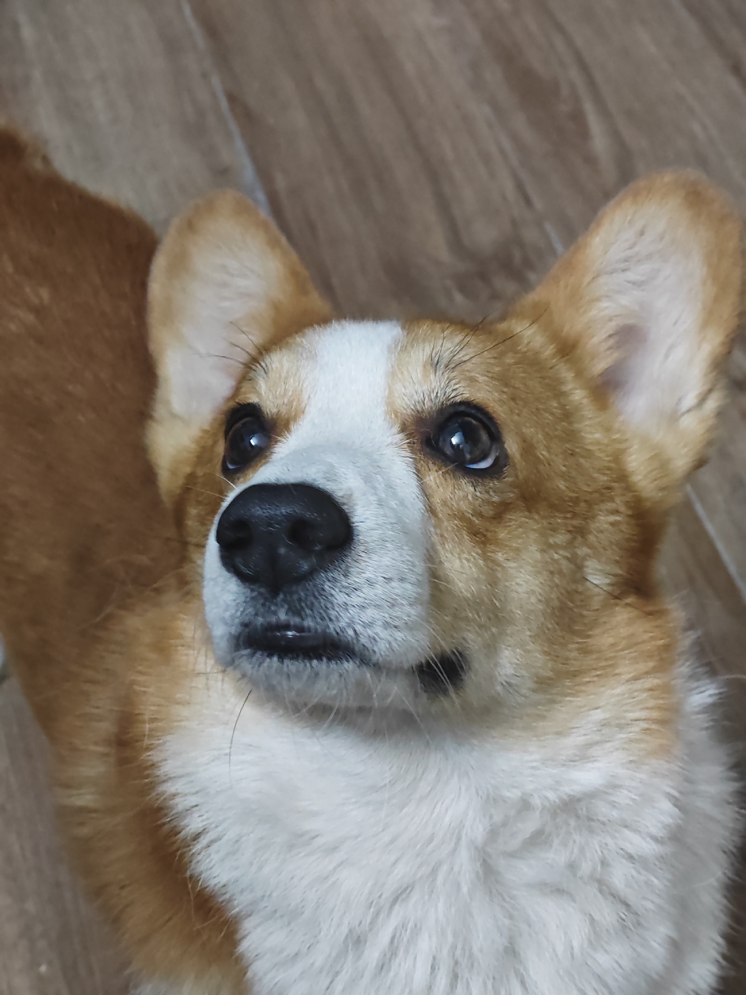 The image is a close-up, high-angle shot of a Pembroke Welsh Corgi, facing upwards and to the right. The dog has classic Corgi coloring with a white blaze down its nose and chest, and reddish-brown fur on its head, ears, and back. Its large ears are perked up, and its dark eyes are looking attentively upwards, suggesting it is anticipating something or someone. The dog's black nose is prominent, and its mouth is slightly ajar. The background consists of a wooden floor, with visible grain patterns. The lighting appears to be indoor ambient light. The image captures a moment of focus and engagement from the dog. There is no visible text, and the location context of Da Nang, Vietnam, does not provide any direct visual cues within the image itself. The overall mood is one of quiet anticipation and direct attention from the canine subject.