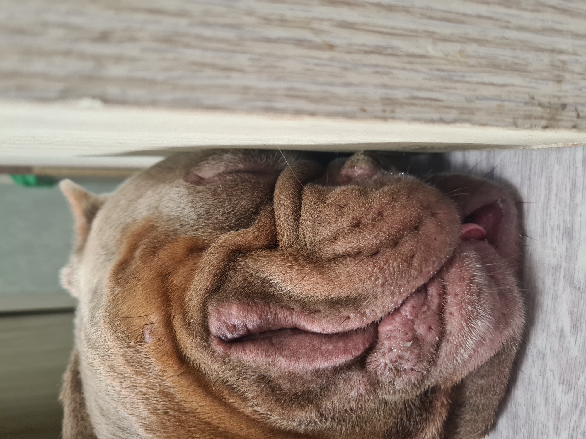A close-up, eye-level shot shows the head of a fawn-colored bulldog resting against a light-colored, wooden surface, obscuring its face and right eye. The dog's wrinkled snout and mouth are visible, with its tongue slightly protruding. The dog is lying down on a light-colored floor. The lighting is even and diffused, with no harsh shadows. The overall impression is one of peaceful slumber.