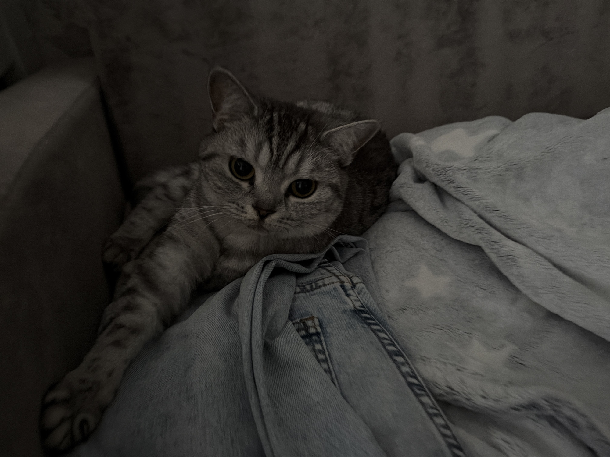 A gray tabby cat is lying on a light gray, textured blanket, partially covered by a folded light blue denim jacket. The setting appears to be indoors on a gray couch. The lighting is dim, suggesting the photo was taken in low-light conditions. The exact location within the city of Noviy, Russia, cannot be determined from the image.