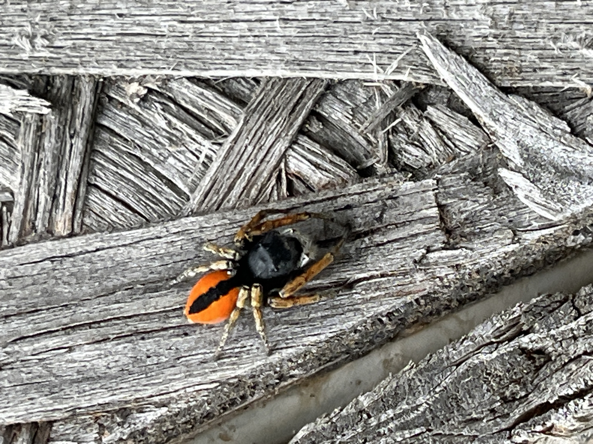 An ornate jumping spider with a bright orange abdomen marked with a black stripe is perched on weathered, grey wooden planks. The spider's cephalothorax is black, and its legs are tan with darker markings. The wood surface shows significant wear, with visible grain, cracks, and a woven pattern of splintered pieces in the background. The lighting suggests an outdoor environment. The location is identified as the city of Krasnyye Barrikady, Russia.