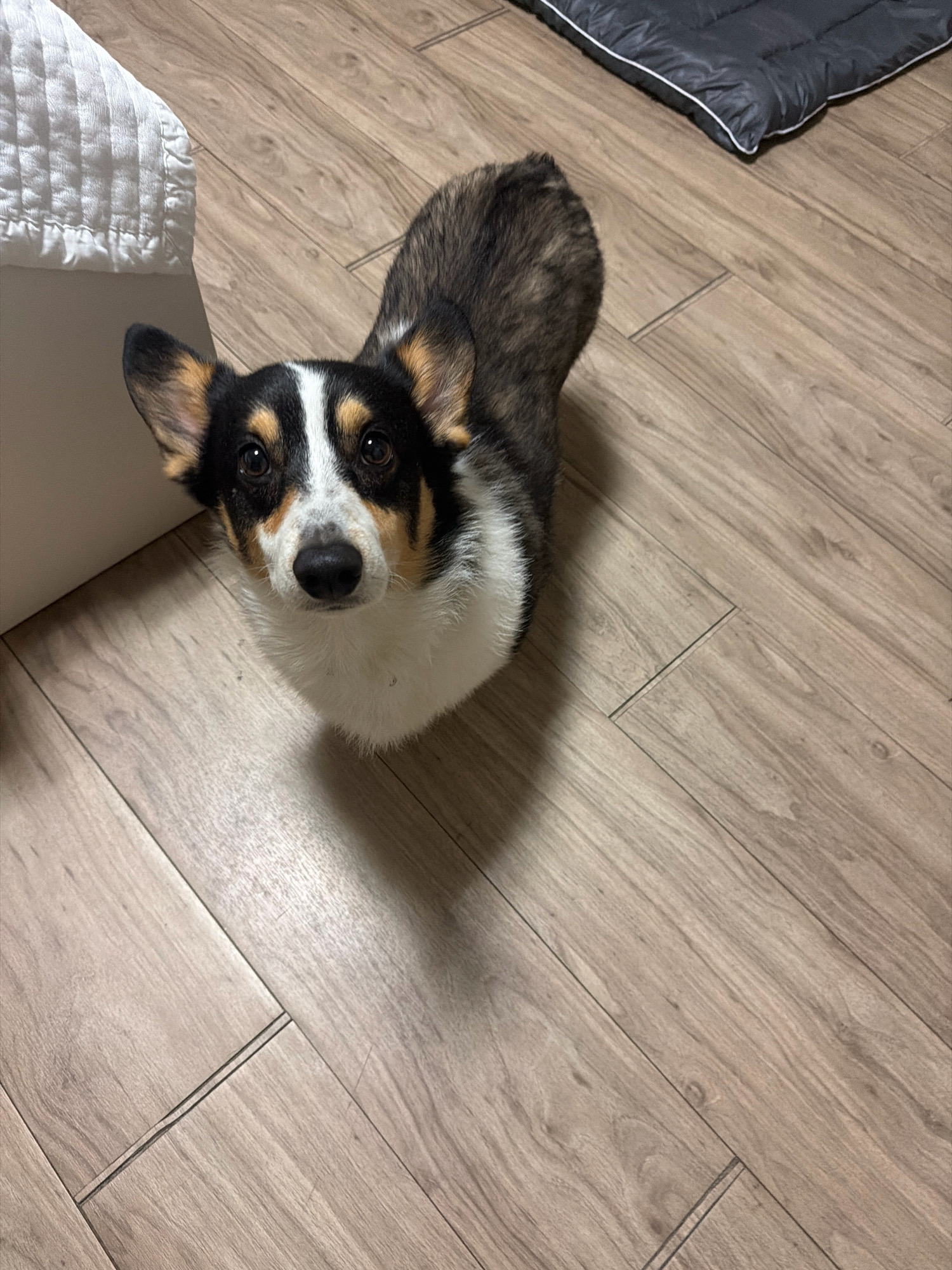 An indoor shot features a tricolor Pembroke Welsh Corgi dog standing on a wooden floor. The dog is facing the camera, with its head tilted slightly. To the left of the dog is a white upholstered piece of furniture, possibly a sofa or chair. In the upper right corner of the image, a dark gray cushioned mat with white trim is visible on the floor. The lighting appears to be natural, casting shadows from the dog and furniture onto the floor. The scene is likely a residential indoor space in Ansan, South Korea.